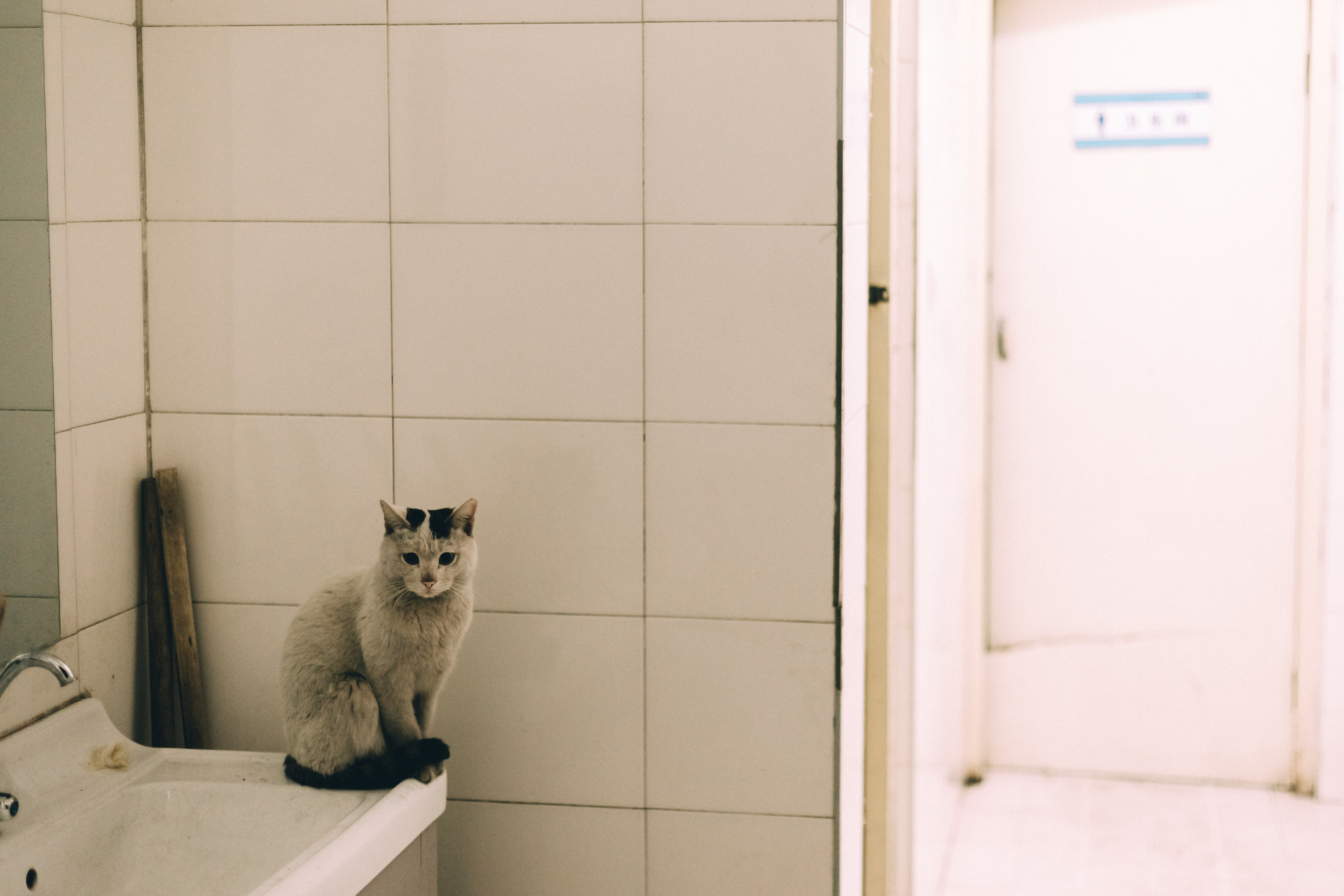 Canon EF 50mm F1.8 II sample photo. The cat on the sink photography