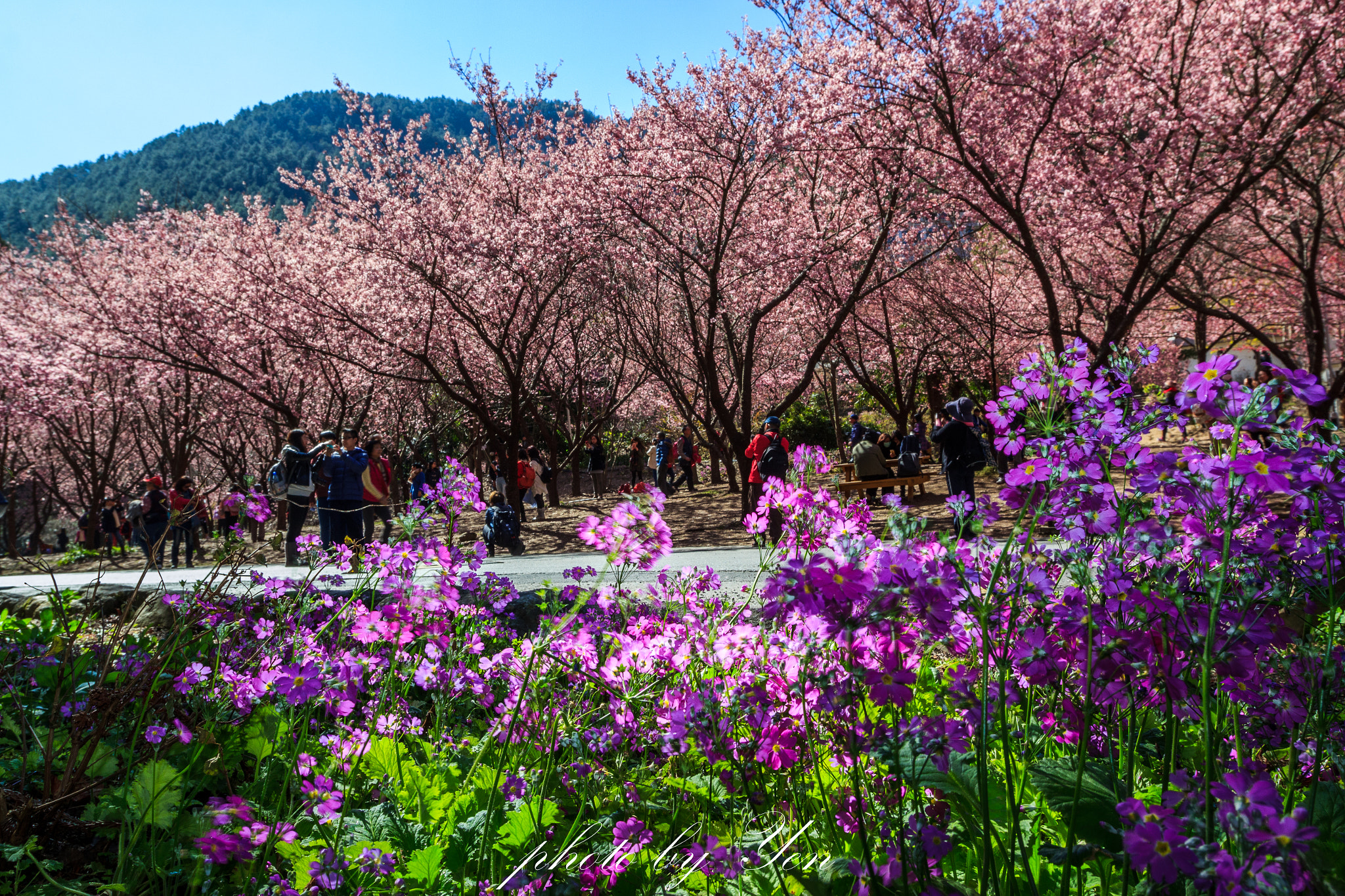 Canon EF 16-35mm F2.8L II USM sample photo. 武陵。櫻花 photography