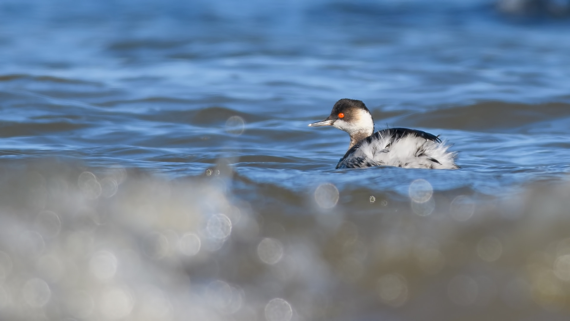 Nikon D500 + Nikon AF-S Nikkor 300mm F4D ED-IF sample photo. Black-necked grebe photography