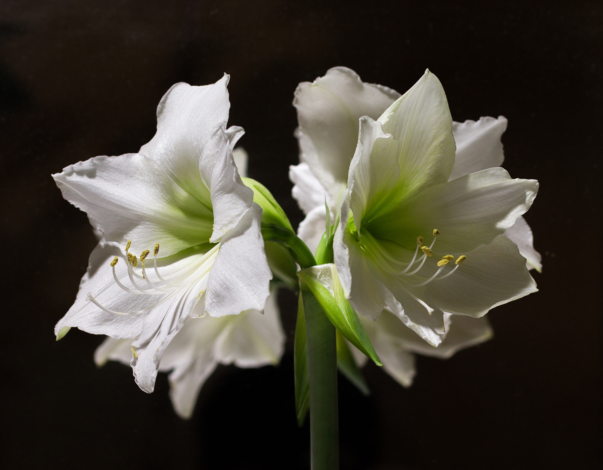 Canon EOS 1100D (EOS Rebel T3 / EOS Kiss X50) + Canon EF 85mm F1.8 USM sample photo. White amaryllis photography