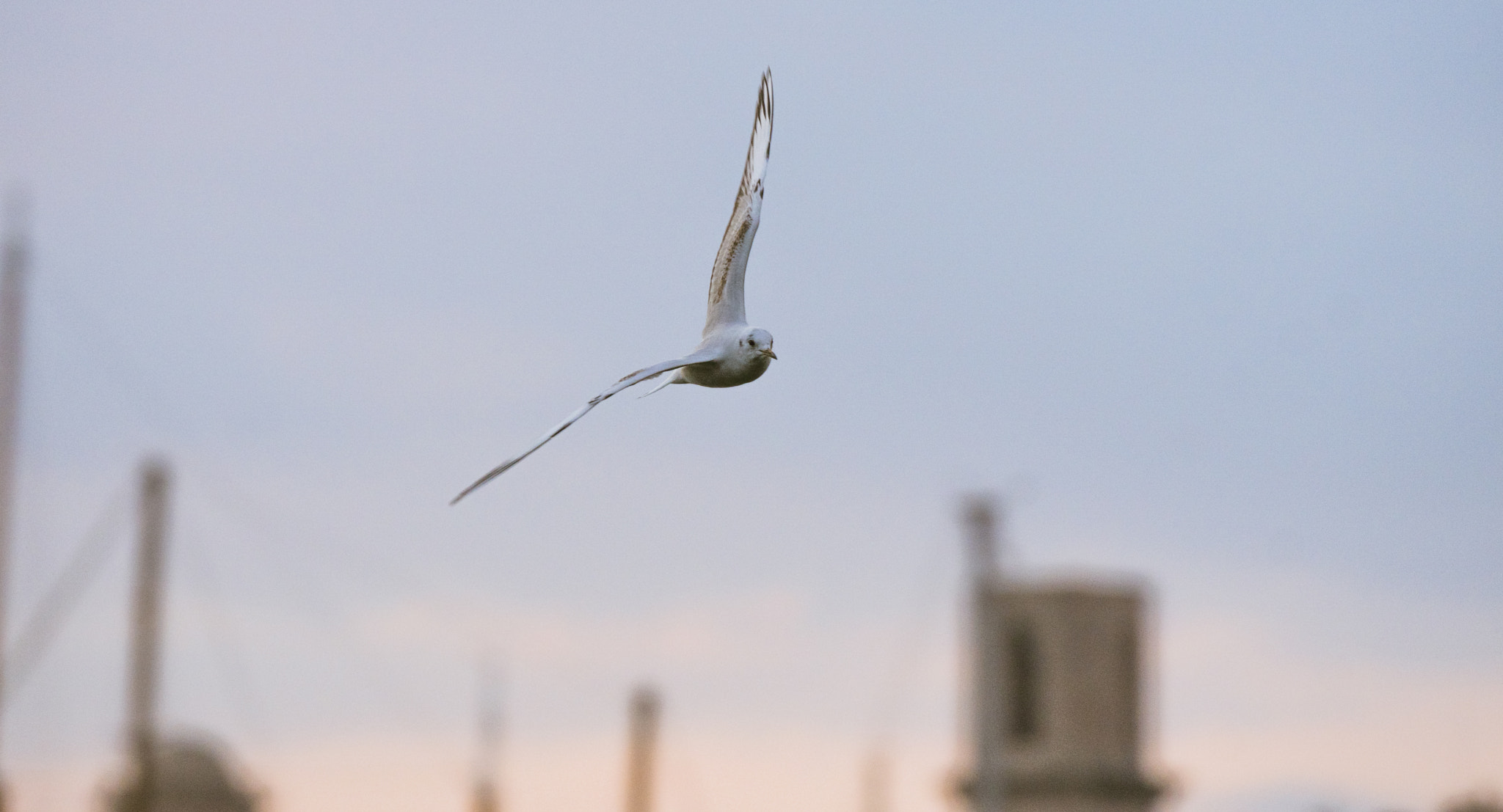 Sony 70-400mm F4-5.6 G SSM II sample photo. Be free photography