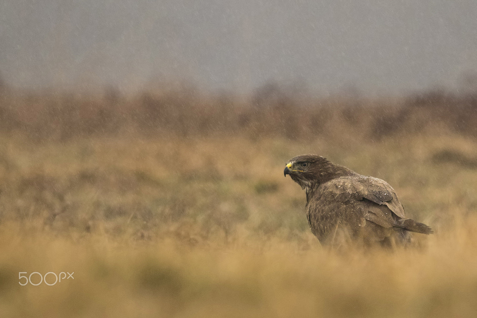 Sigma 150-500mm F5-6.3 DG OS HSM sample photo. Buteo buteo photography