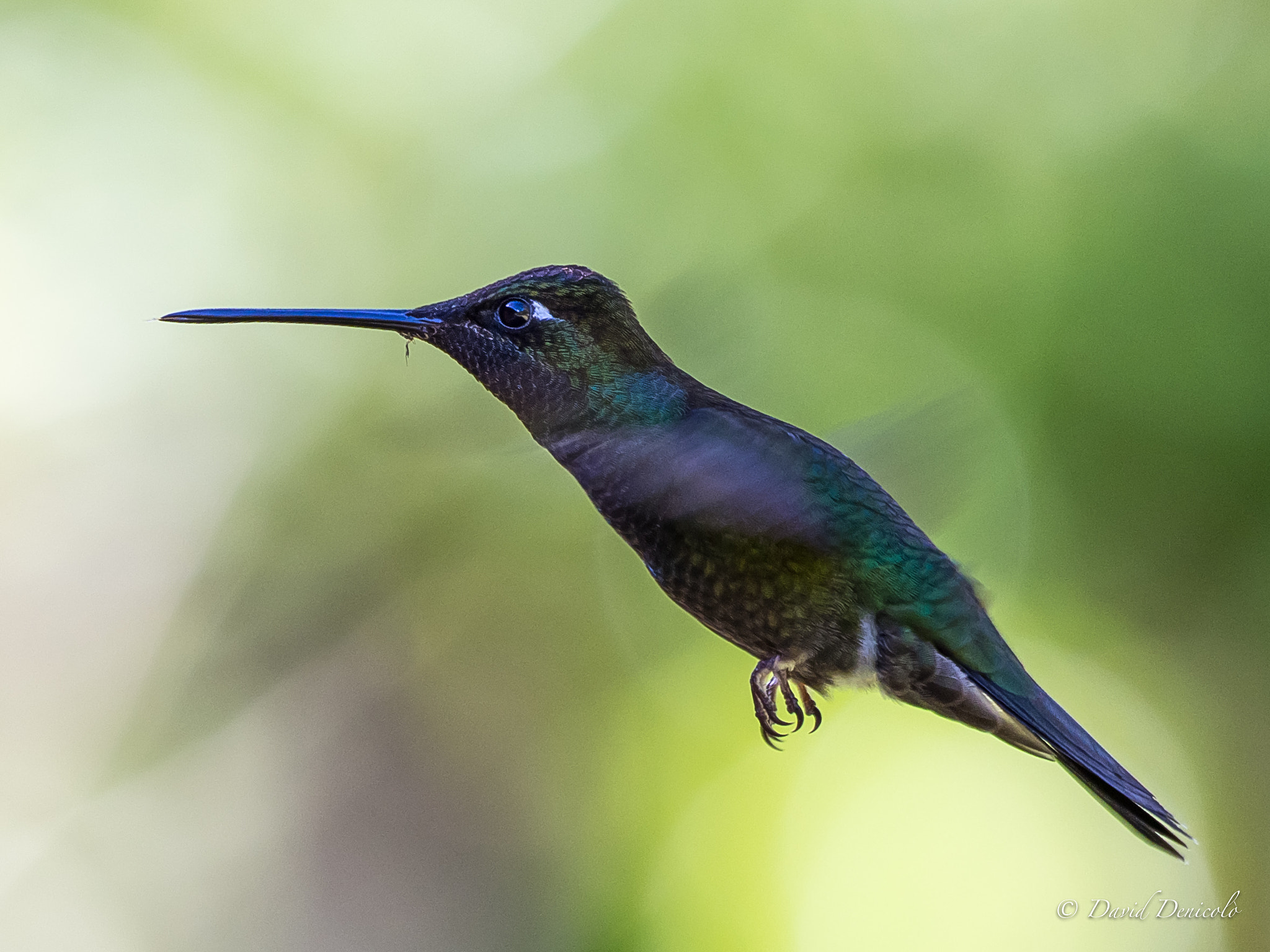 Olympus OM-D E-M1 Mark II + OLYMPUS M.300mm F4.0 sample photo. Flying hummingbird photography