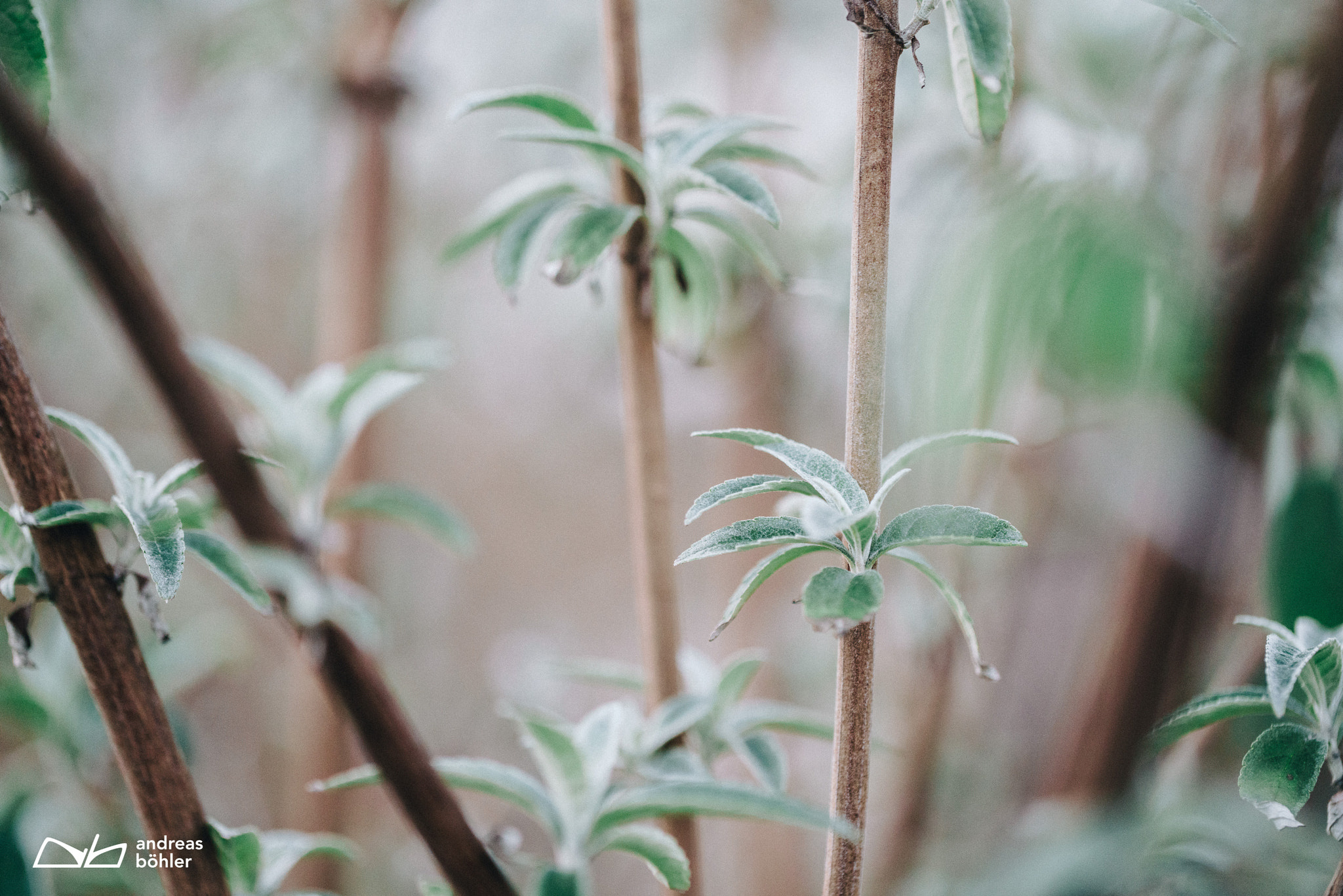 Canon EF 100mm F2.8L Macro IS USM sample photo. Winter leaves, green comes photography