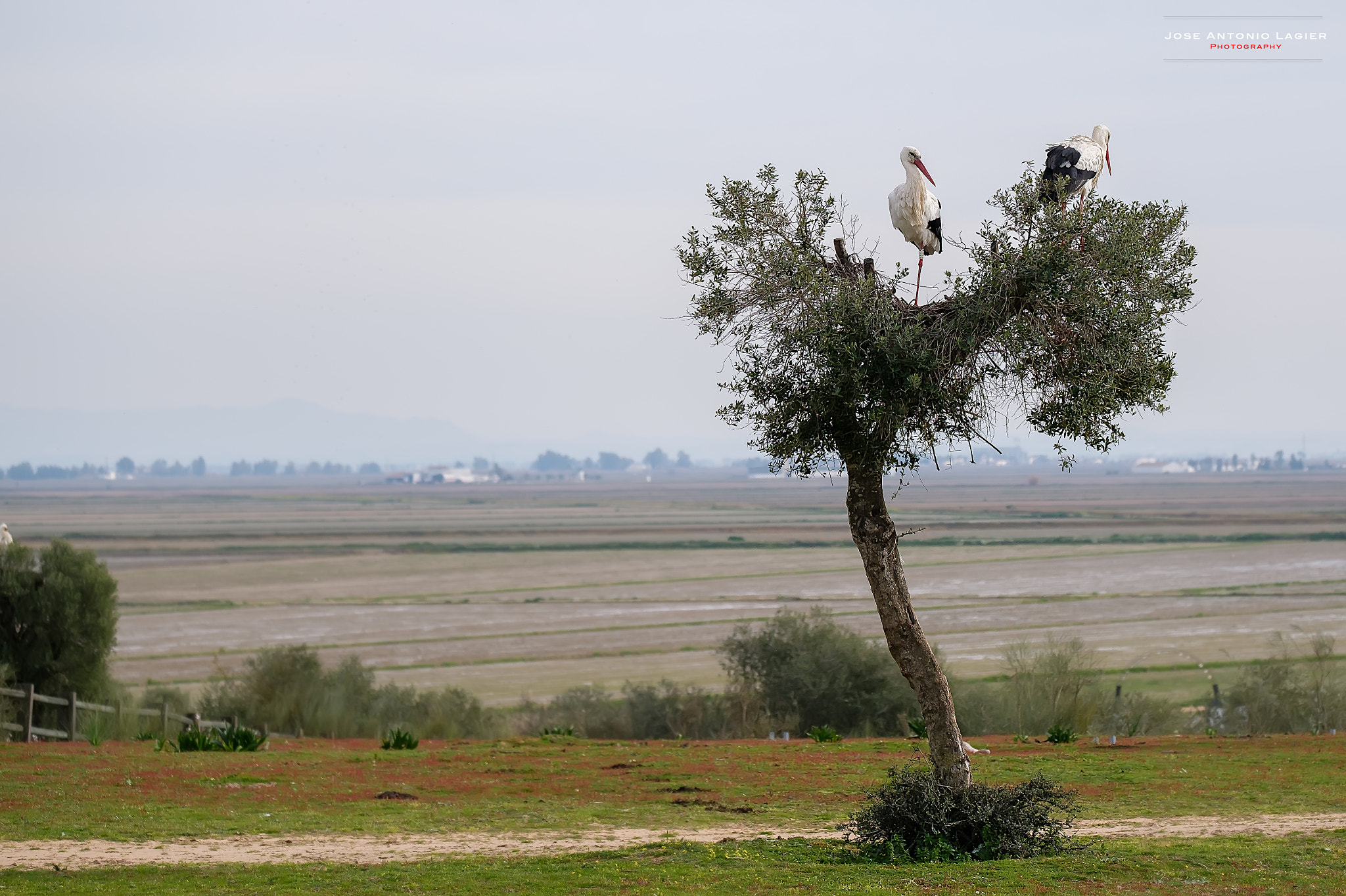 Fujifilm XF 100-400mm F4.5-5.6 R LM OIS WR sample photo. Cigüeñas en su entorno. photography