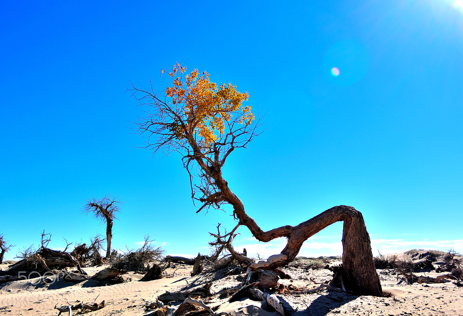 Nikon D90 sample photo. The desert poplar has vitality photography