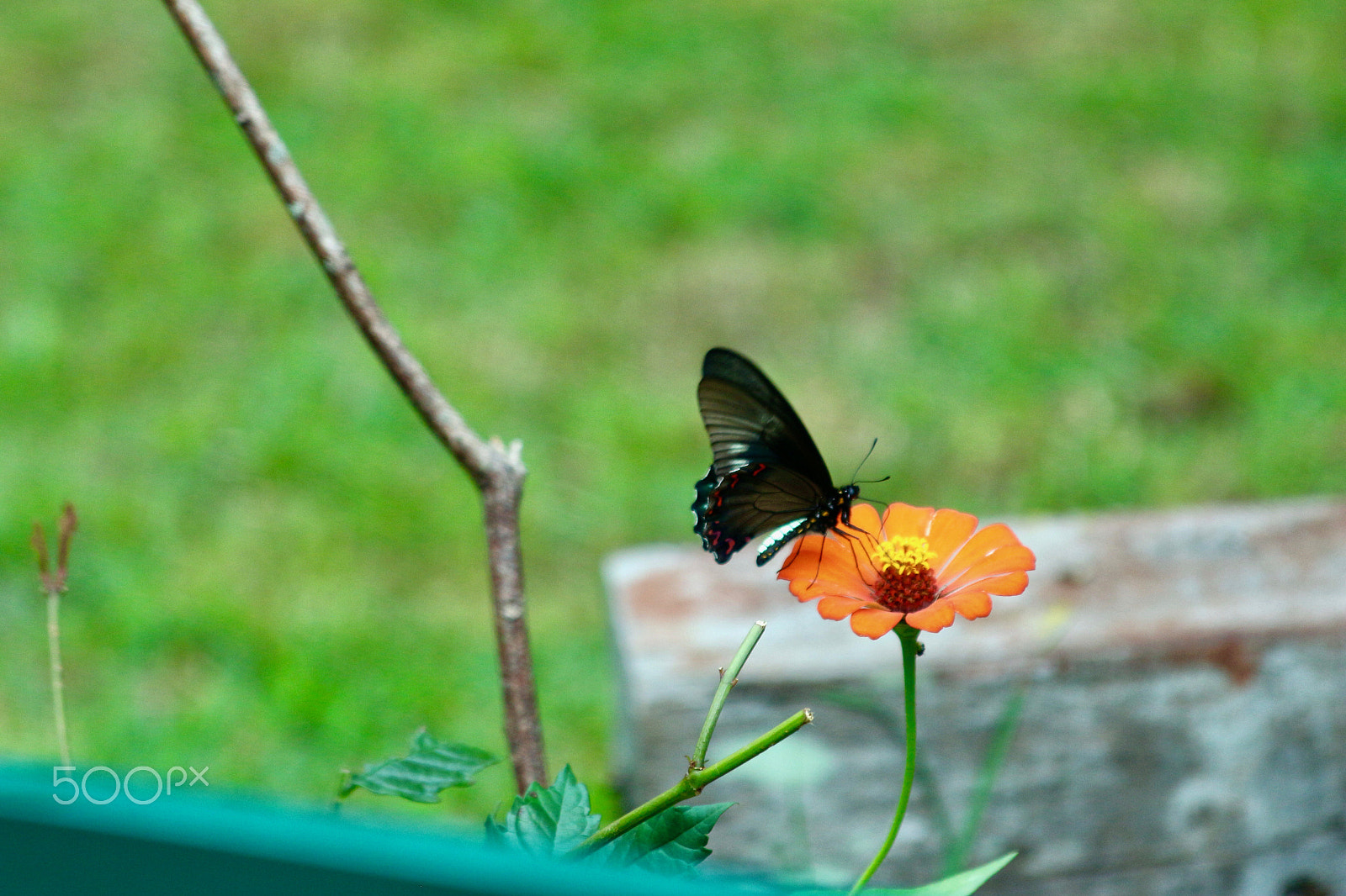 Canon EF 70-300mm F4-5.6 IS USM sample photo. Butterflies love... photography