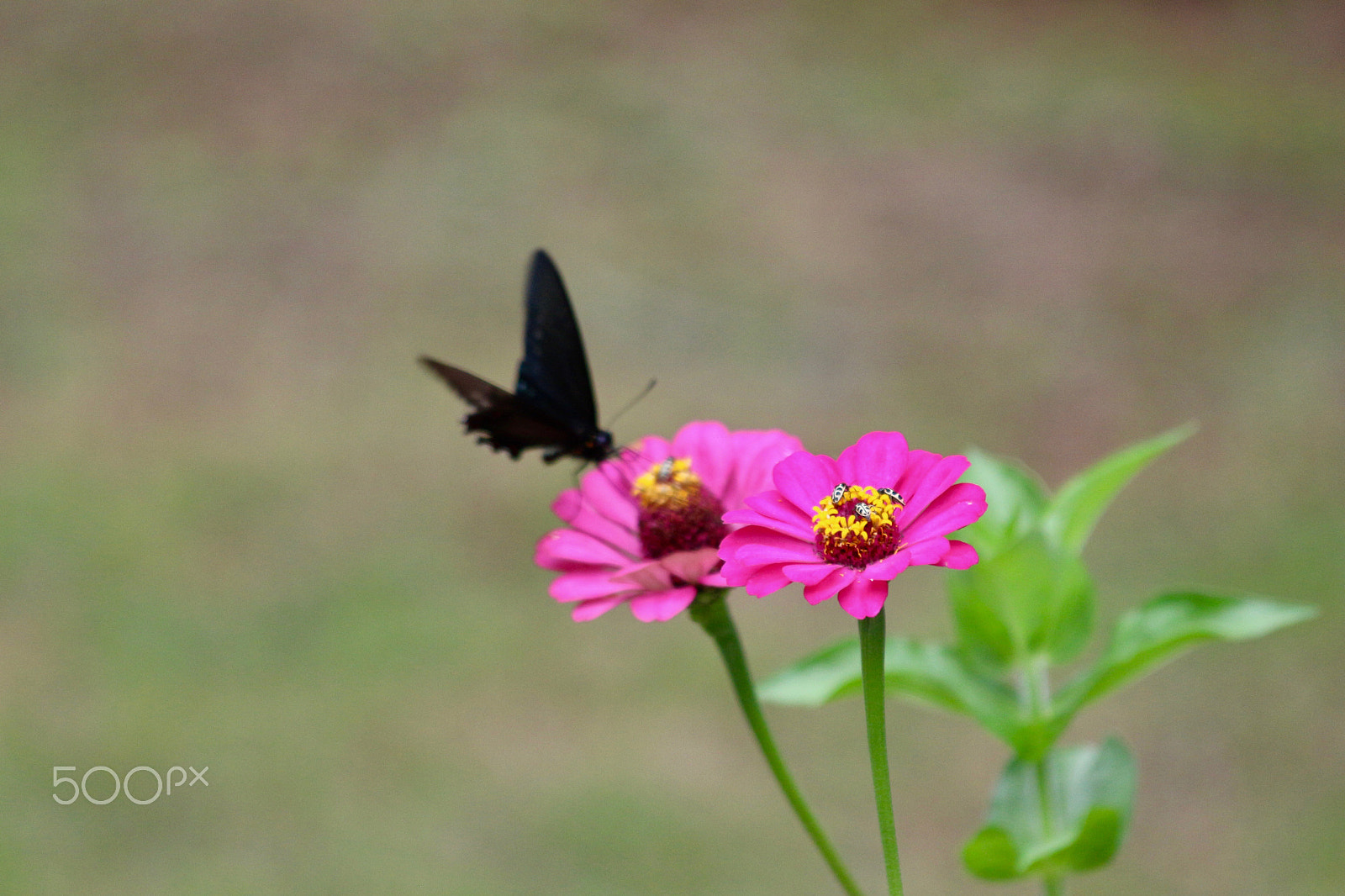 Canon EF 70-300mm F4-5.6 IS USM sample photo. Butterflies love... photography