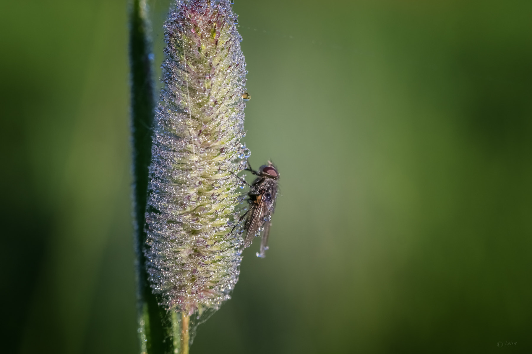 Tamron AF 55-200mm F4-5.6 Di II LD Macro sample photo. Misty fly photography
