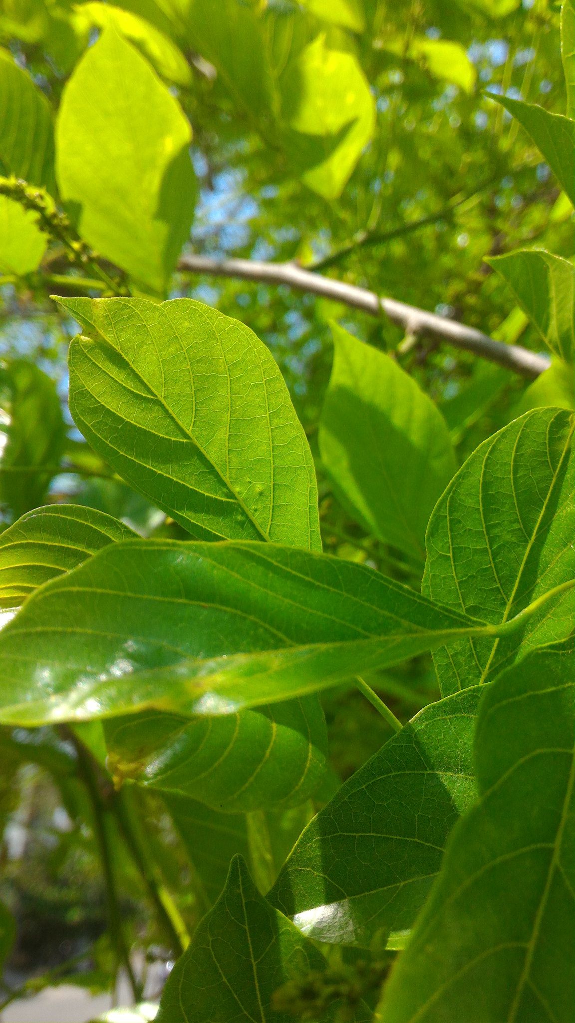 ASUS Z008D sample photo. Natures  beauty photography