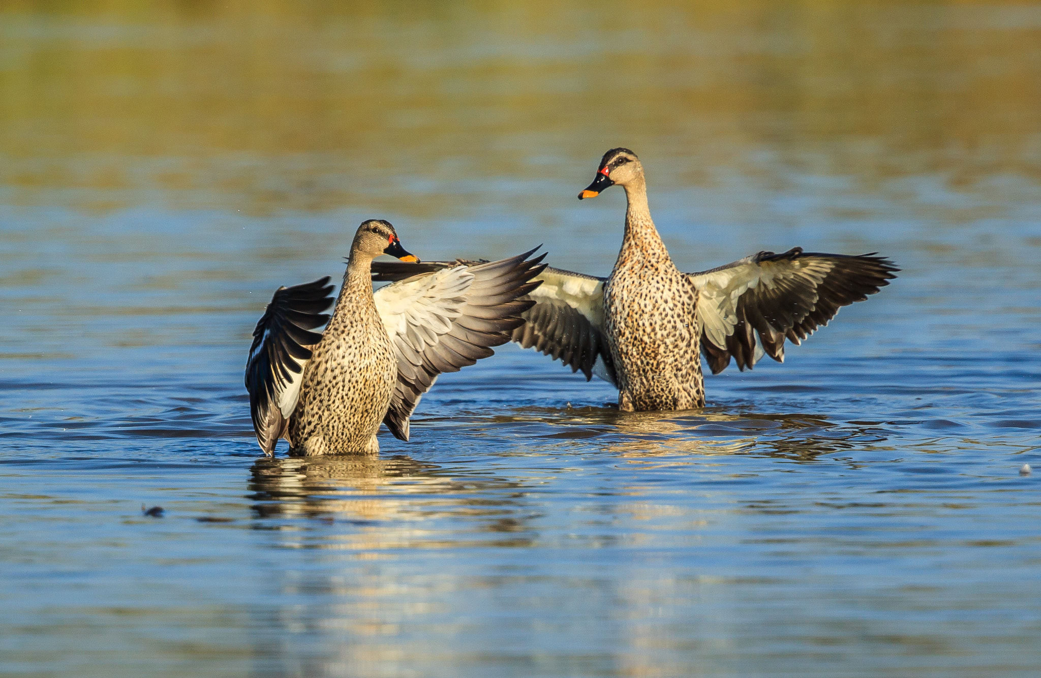 Canon EOS-1D Mark IV sample photo. Indian spot-billed ducks stretching their wings photography