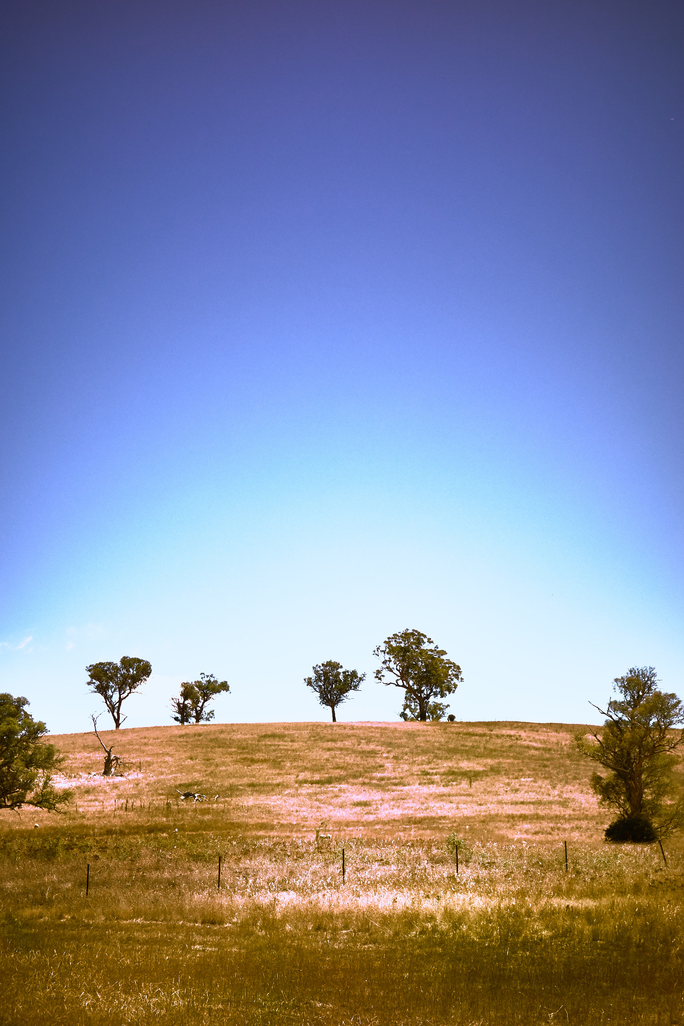 Sony Cyber-shot DSC-RX100 + Sony Cyber-shot DSC-RX100 sample photo. I love a sunburnt country photography