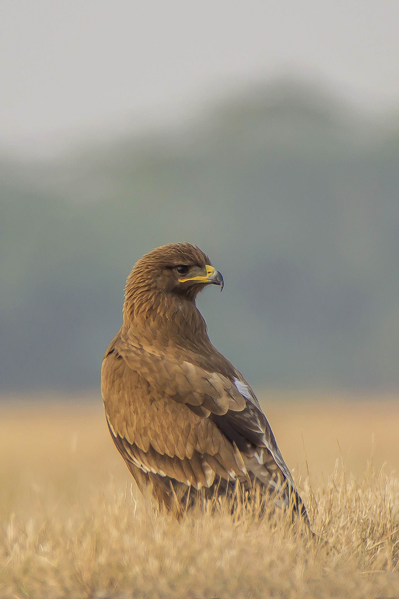 Canon EOS 600D (Rebel EOS T3i / EOS Kiss X5) + Tamron SP 150-600mm F5-6.3 Di VC USD sample photo. Greater spotted eagle #2 • velavadar • nov 2016 photography