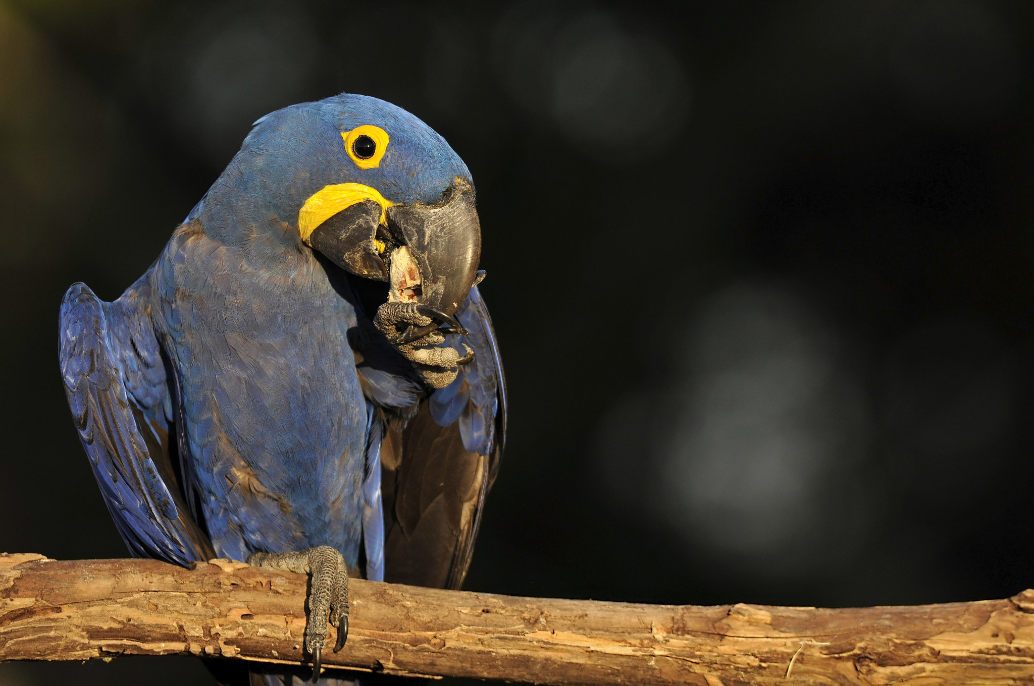 Nikon D300 + Nikon AF-S Nikkor 300mm F2.8G ED-IF VR sample photo. Hyacint macaw photography