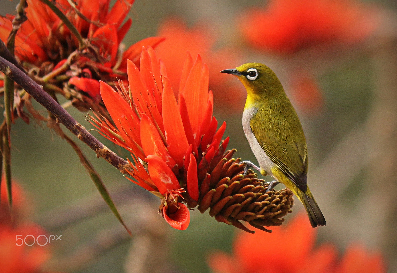 Canon EF 70-200mm F4L IS USM sample photo. Oriental white-eye, zosterops palpebrosus - 01 photography