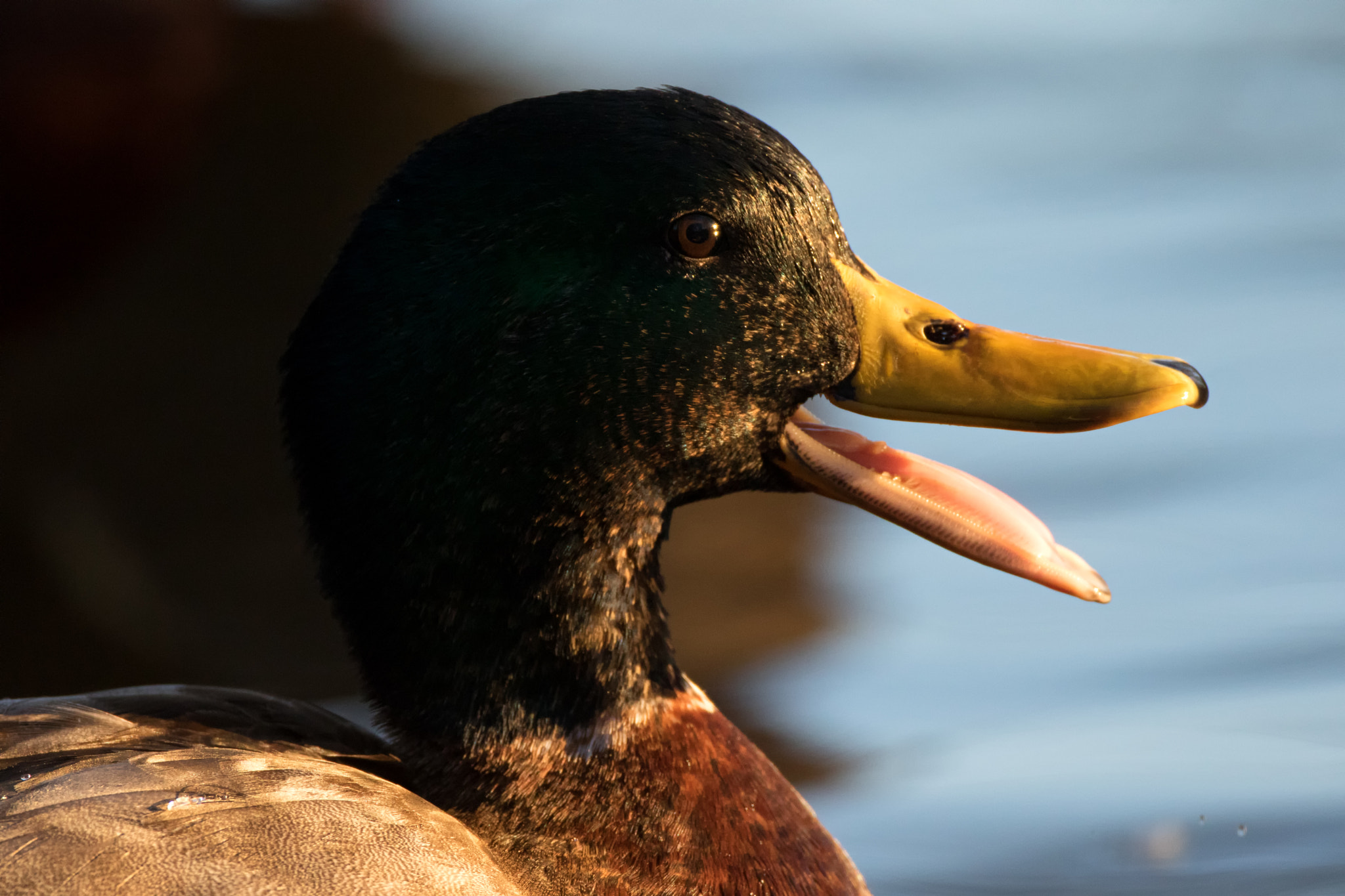 Canon EF 500mm F4L IS USM sample photo. Drake sunrise photography