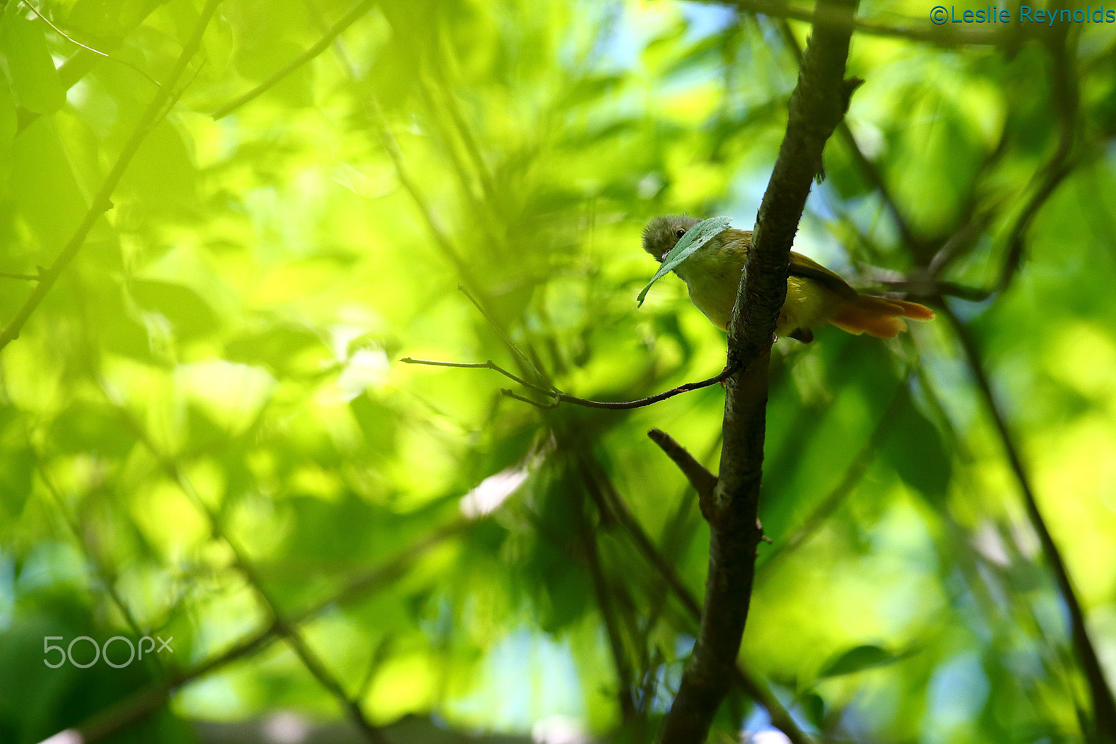 Canon EF 100-400mm F4.5-5.6L IS USM sample photo. Livingstone's flycatcher photography