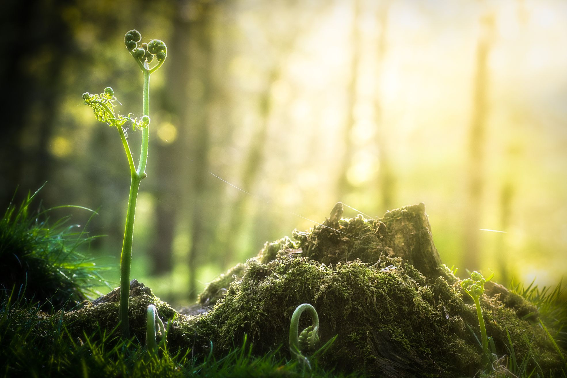 Canon EOS 60D + Tamron SP AF 90mm F2.8 Di Macro sample photo. Forest photography
