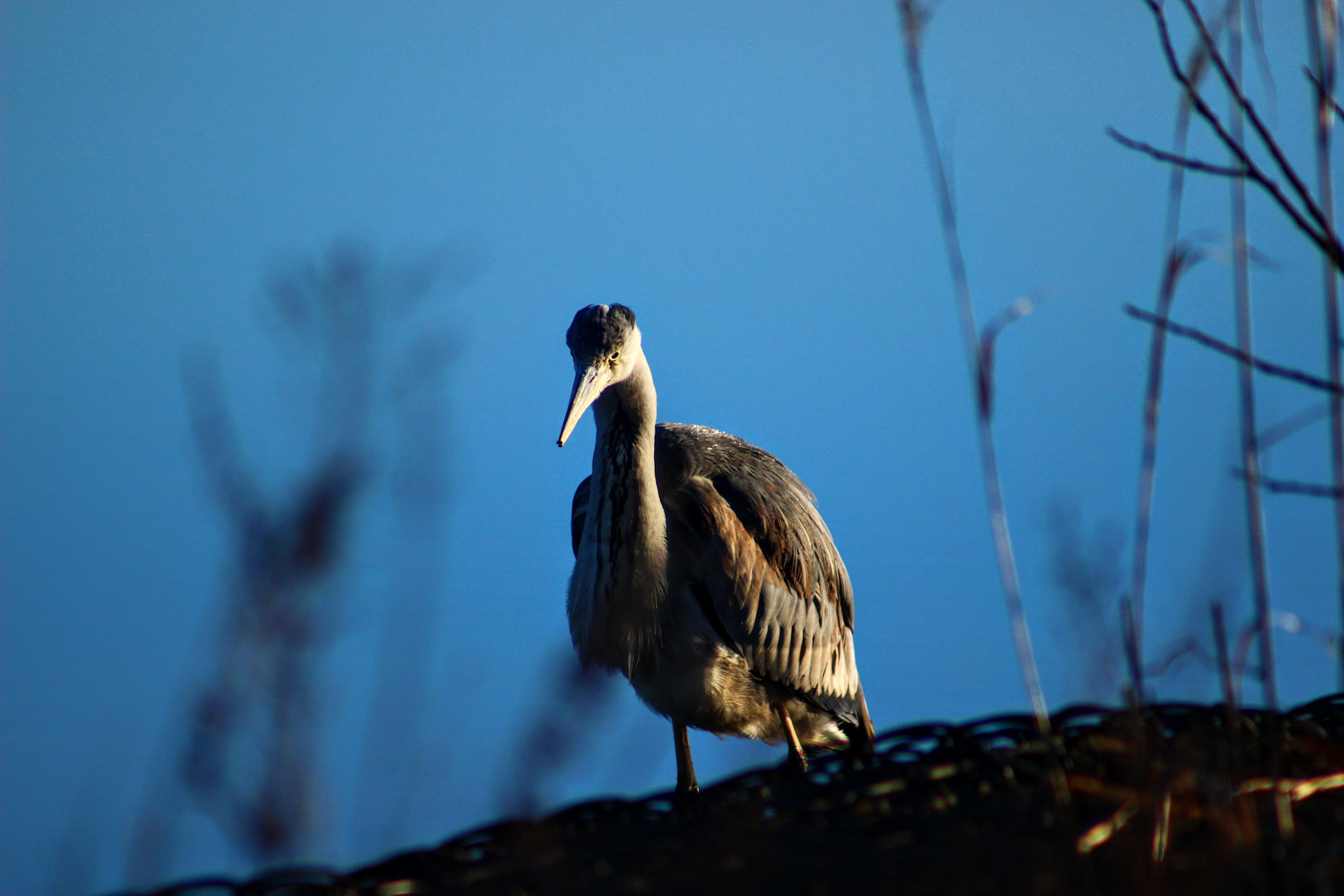 Canon EF 75-300mm f/4-5.6 USM sample photo. 朝日の中 photography