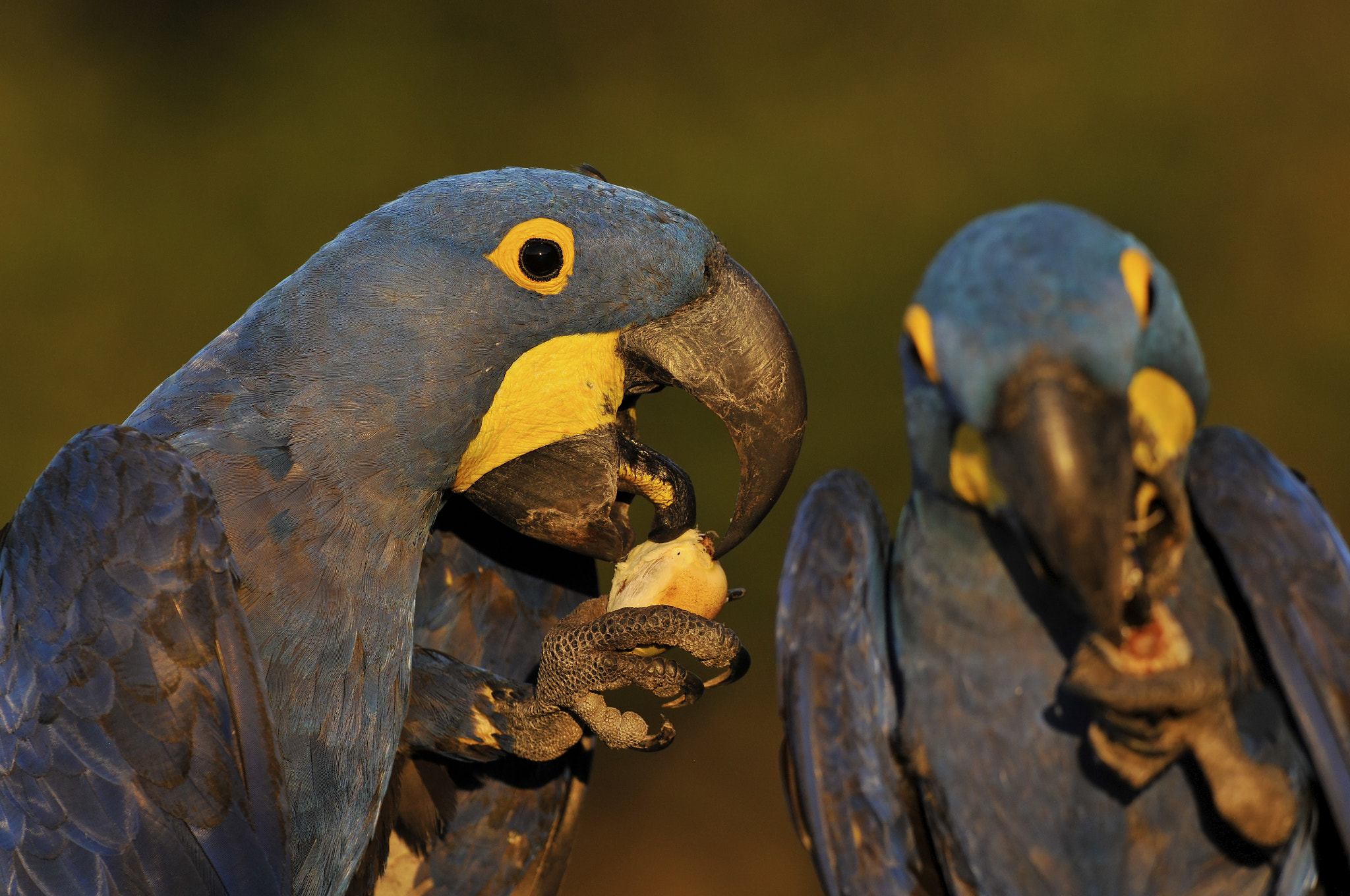 Nikon D300 + Nikon AF-S Nikkor 300mm F2.8G ED-IF VR sample photo. Hyacinth macaws eating photography