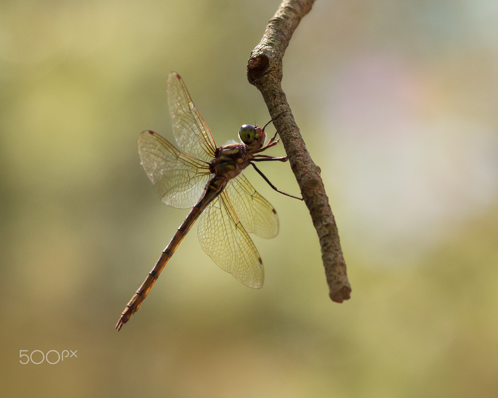Pentax smc DA* 60-250mm F4.0 ED (IF) SDM sample photo. Dragonfly photography