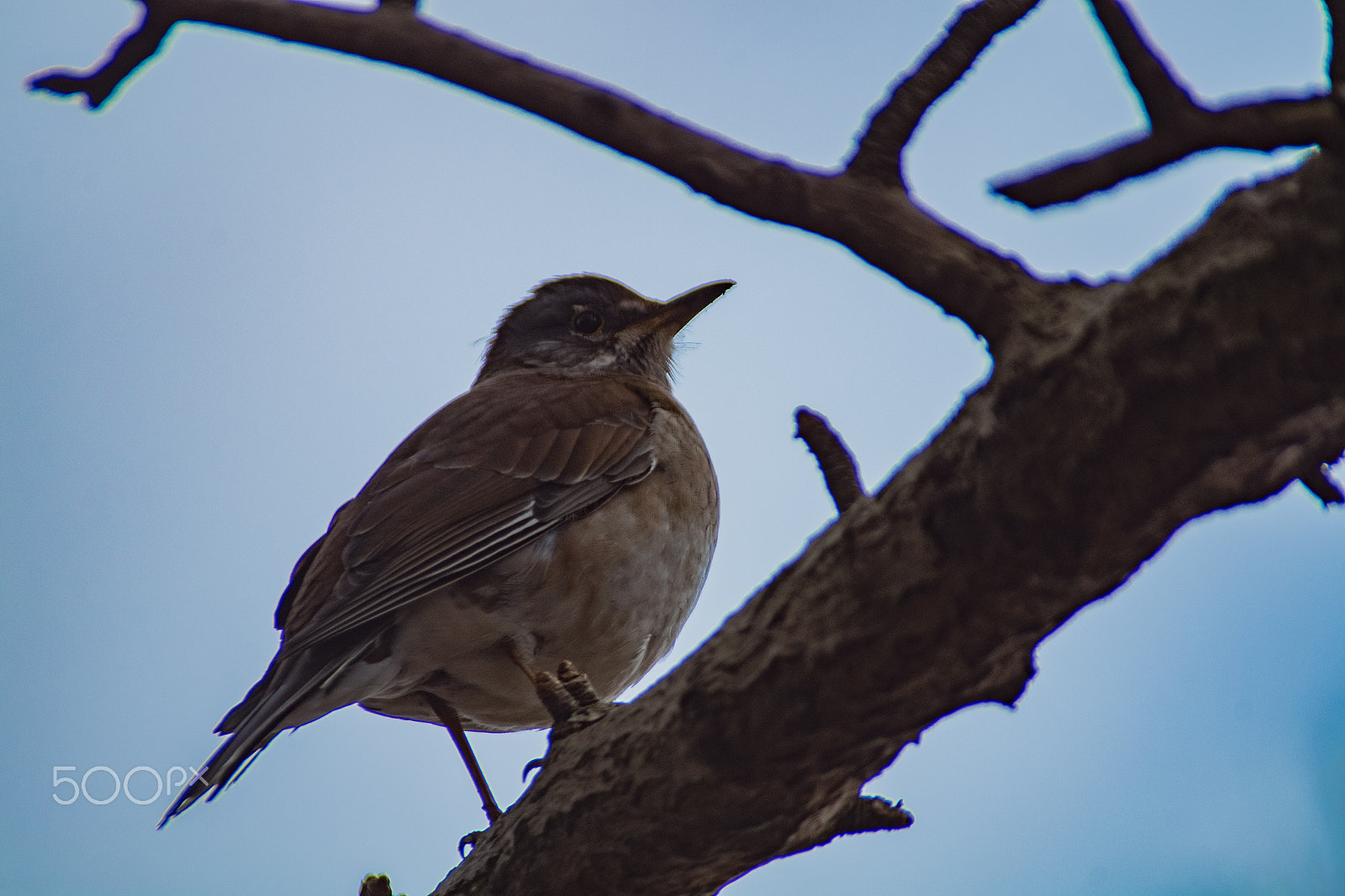 Pentax K-S2 + Sigma sample photo. Pale thrush photography