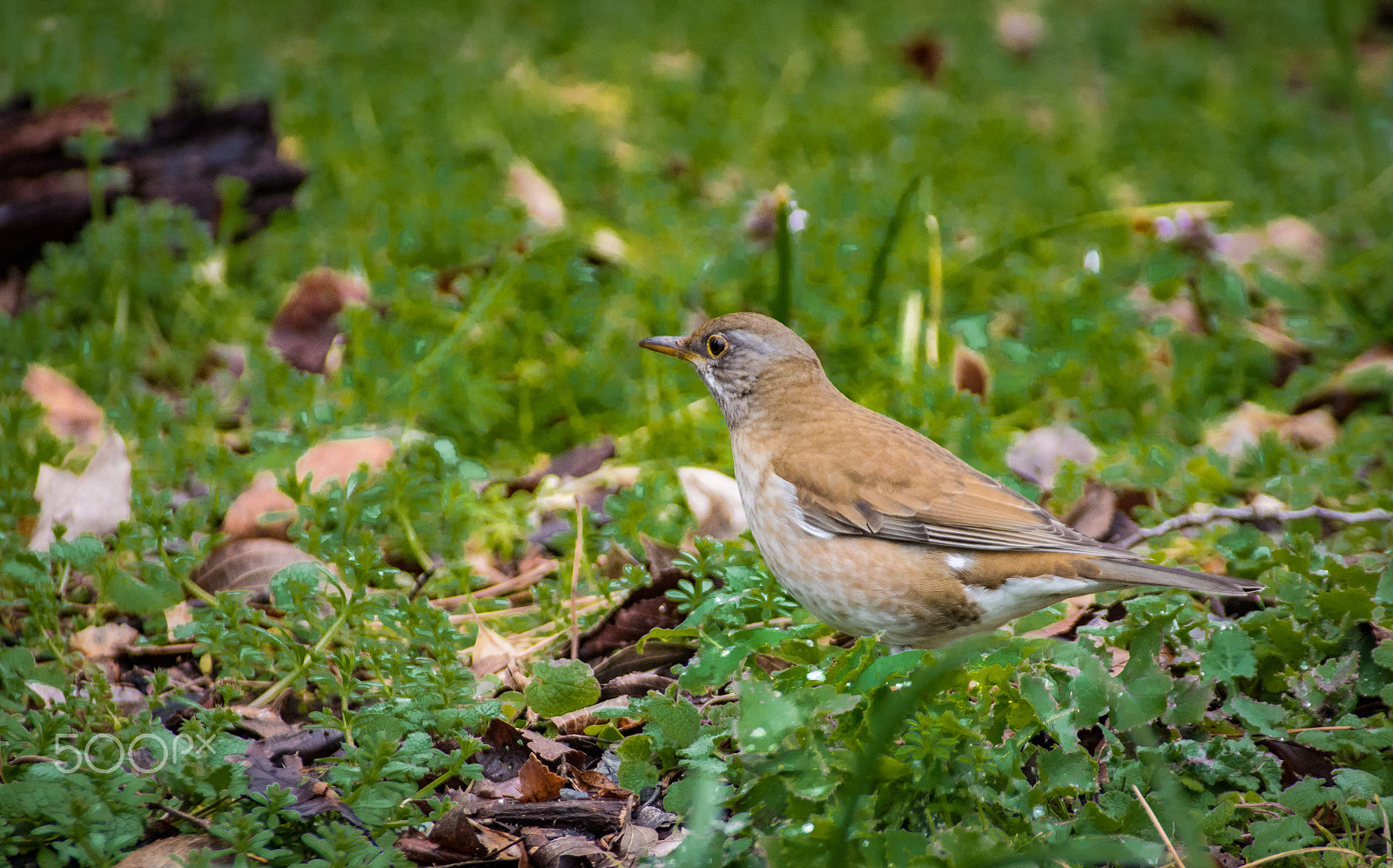 Pentax K-S2 + Sigma sample photo. Pale thrush photography