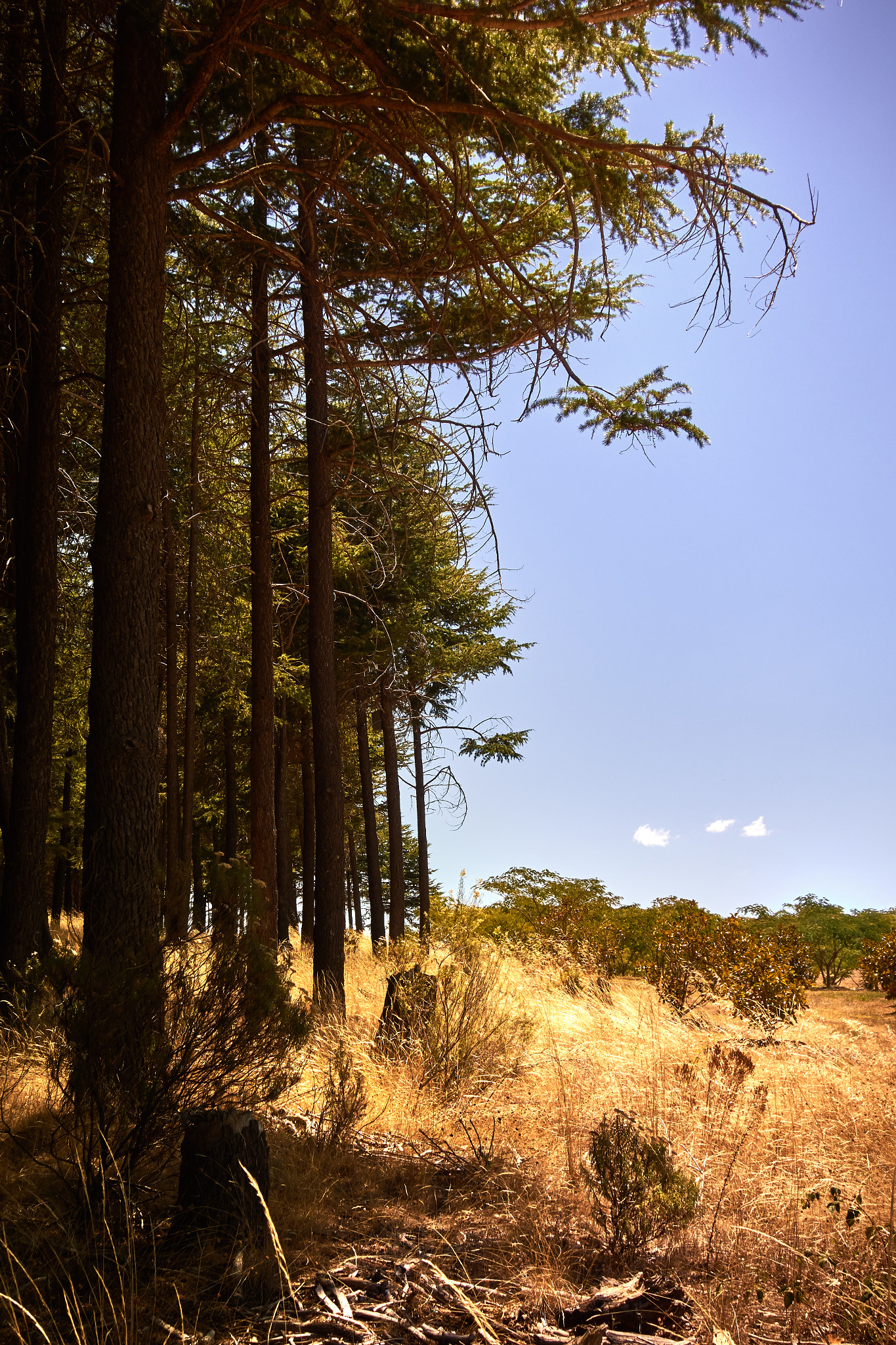 Sony Cyber-shot DSC-RX100 sample photo. Where the forest ends photography