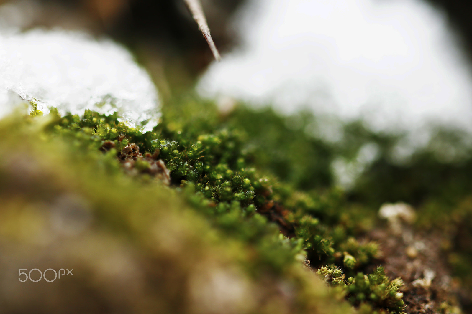 Canon EF 100mm F2.8L Macro IS USM sample photo. Moss photography