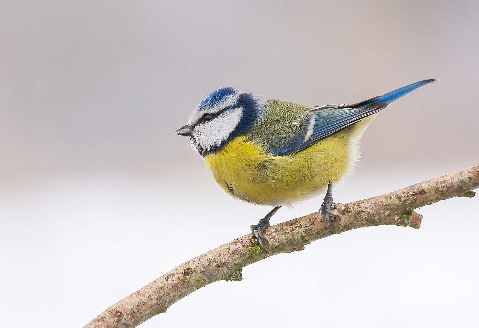Sigma 120-400mm F4.5-5.6 DG OS HSM sample photo. Blue tit photography
