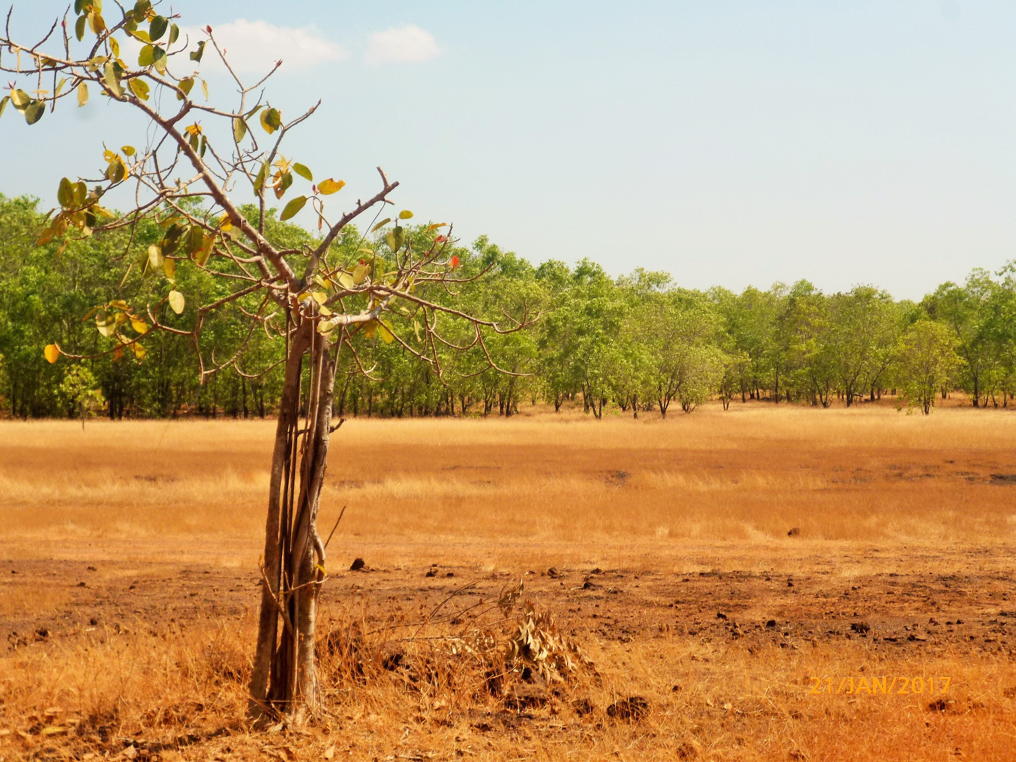 Panasonic DMC-S2 sample photo. Dry-land photography