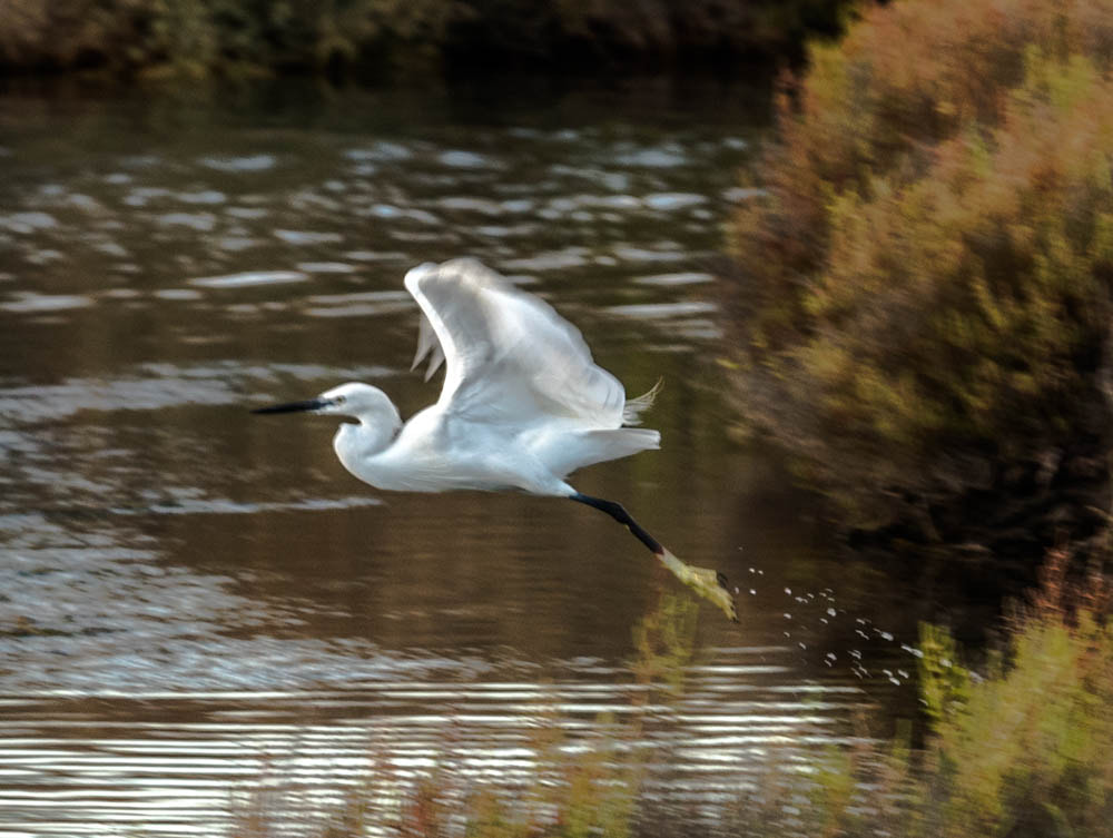 Nikon Nikkor AF-S 300mm F4E PF ED VR sample photo. Eh hop, je vole photography