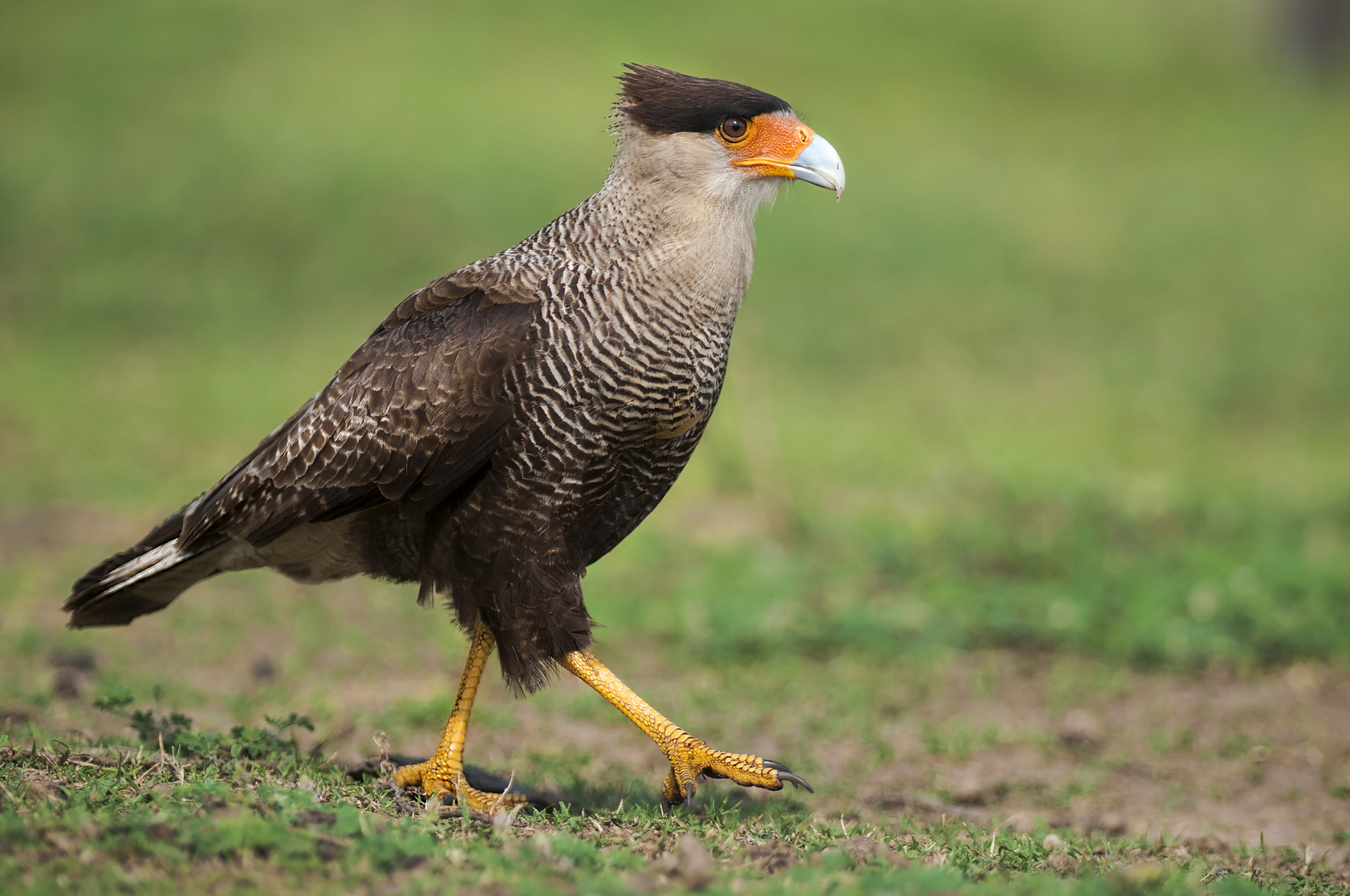 Nikon AF-S Nikkor 300mm F2.8G ED-IF VR sample photo. Caracara photography