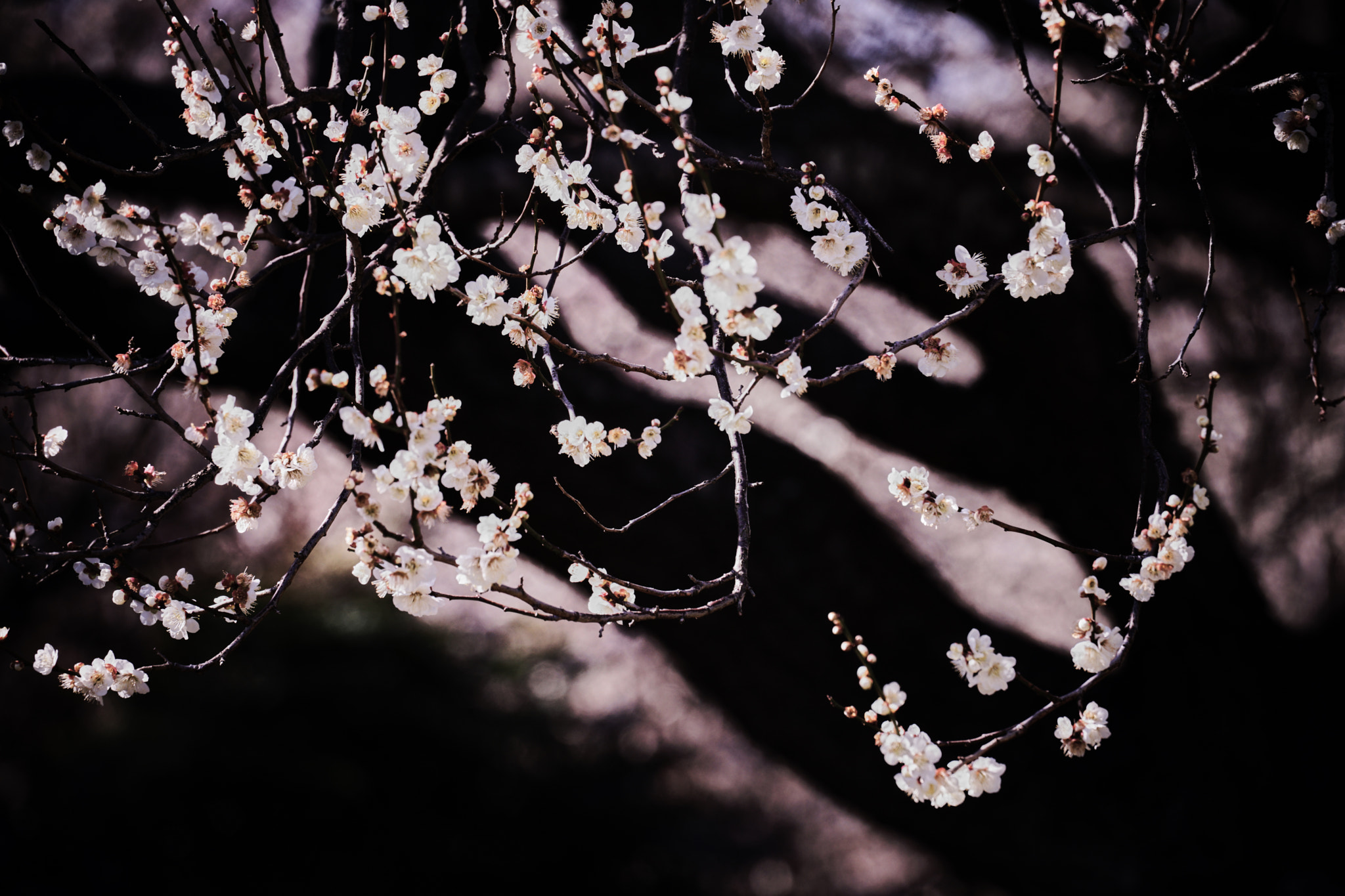 Sony a7 II sample photo. Contrast of plum blossom photography