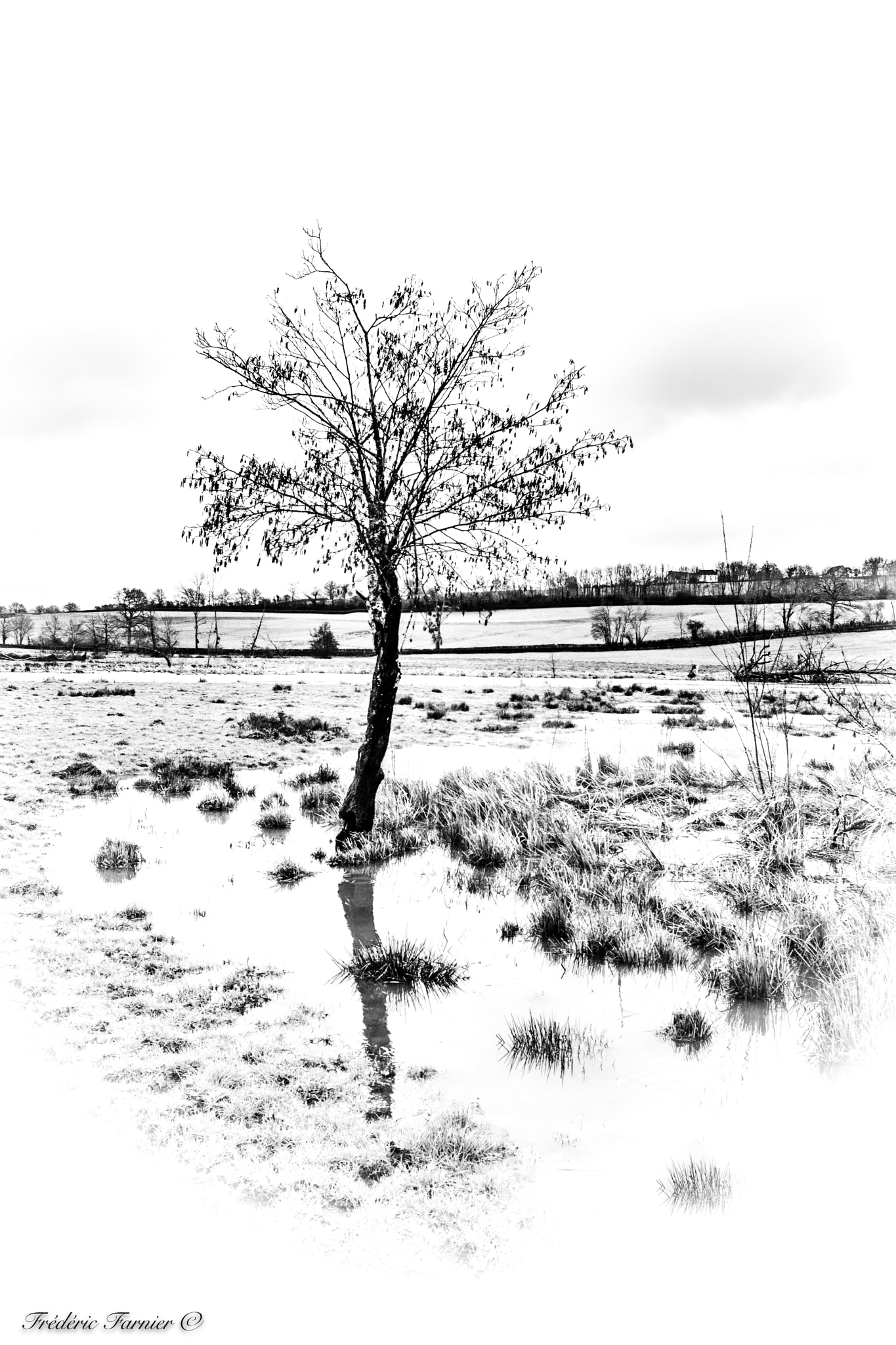 Nikon D7100 sample photo. Bnw tree... photography