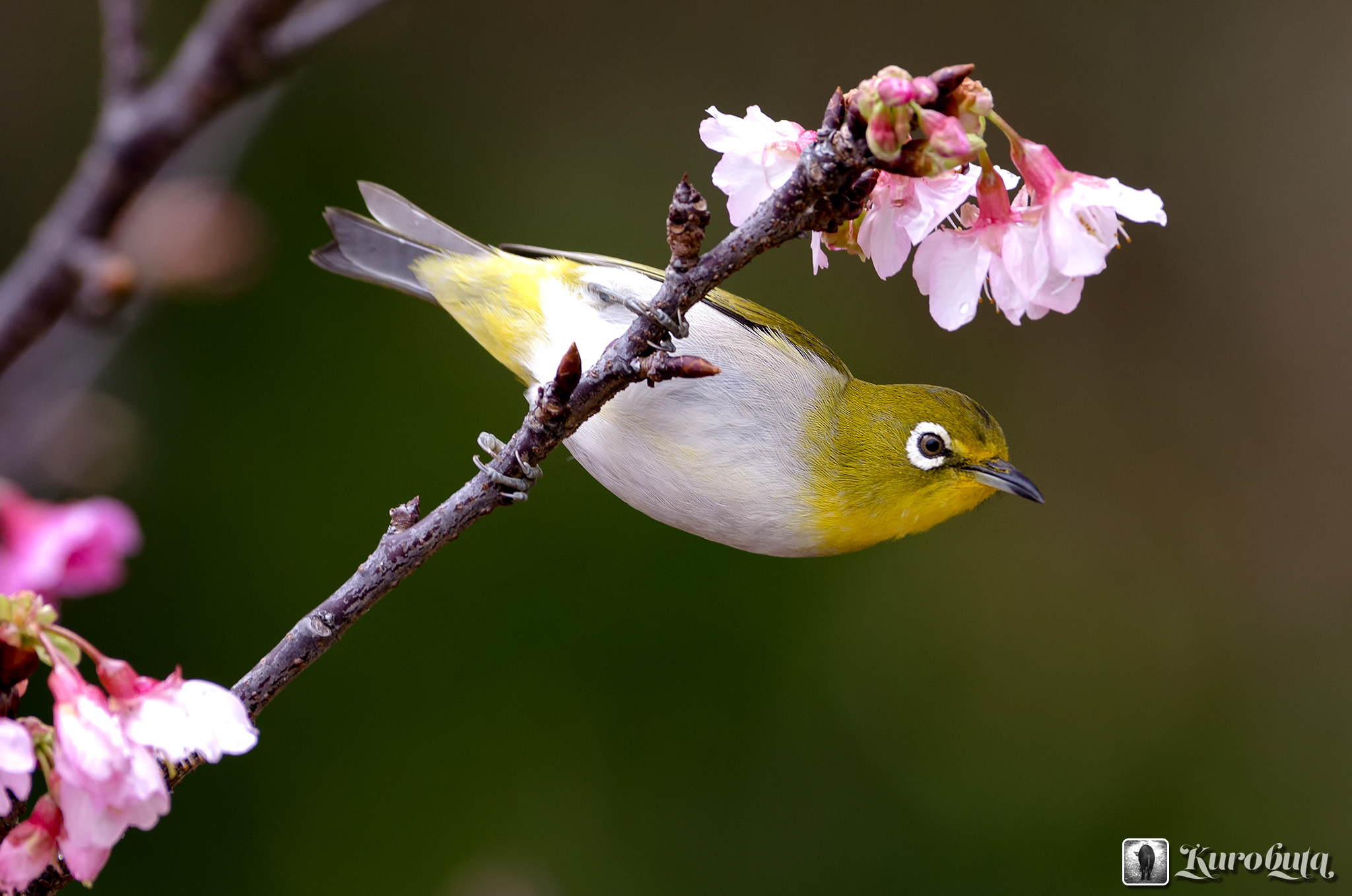 Pentax smc DA* 300mm F4.0 ED (IF) SDM sample photo. White eye and cherry blossoms photography