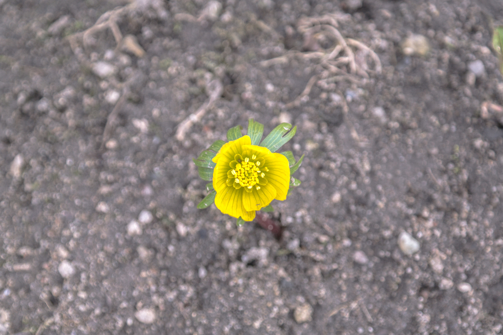 Samsung NX 18-55mm F3.5-5.6 OIS sample photo. Spring photography