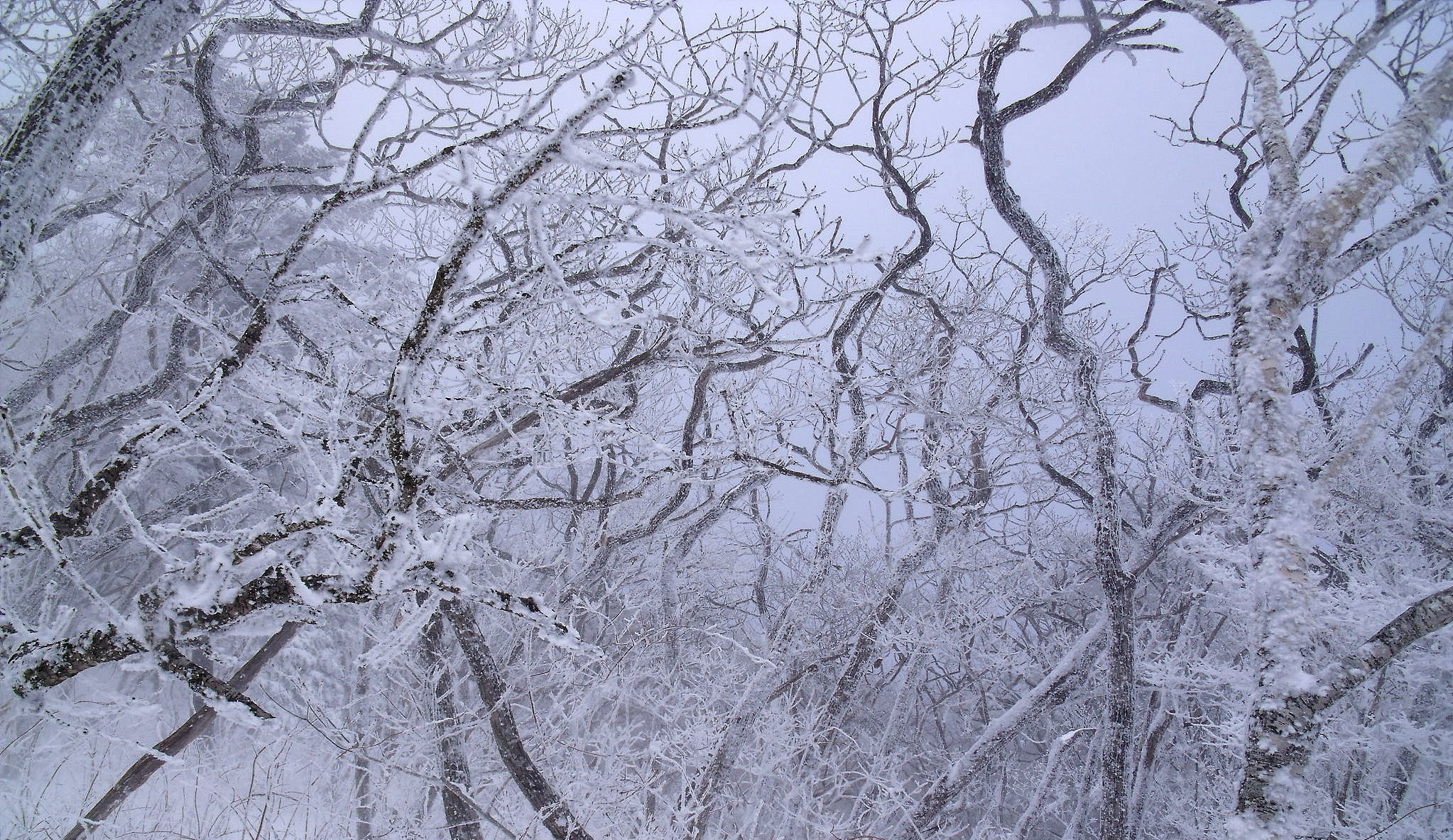 Fujifilm FinePix J110W sample photo. Winter trees photography
