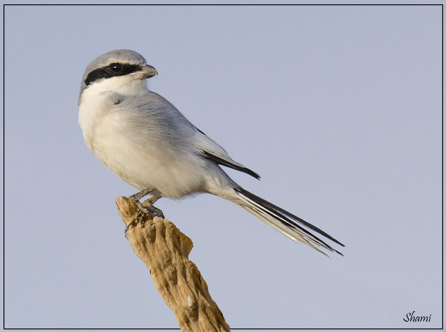Nikon AF-S Nikkor 300mm F2.8G ED VR II sample photo. Great grey shrike photography