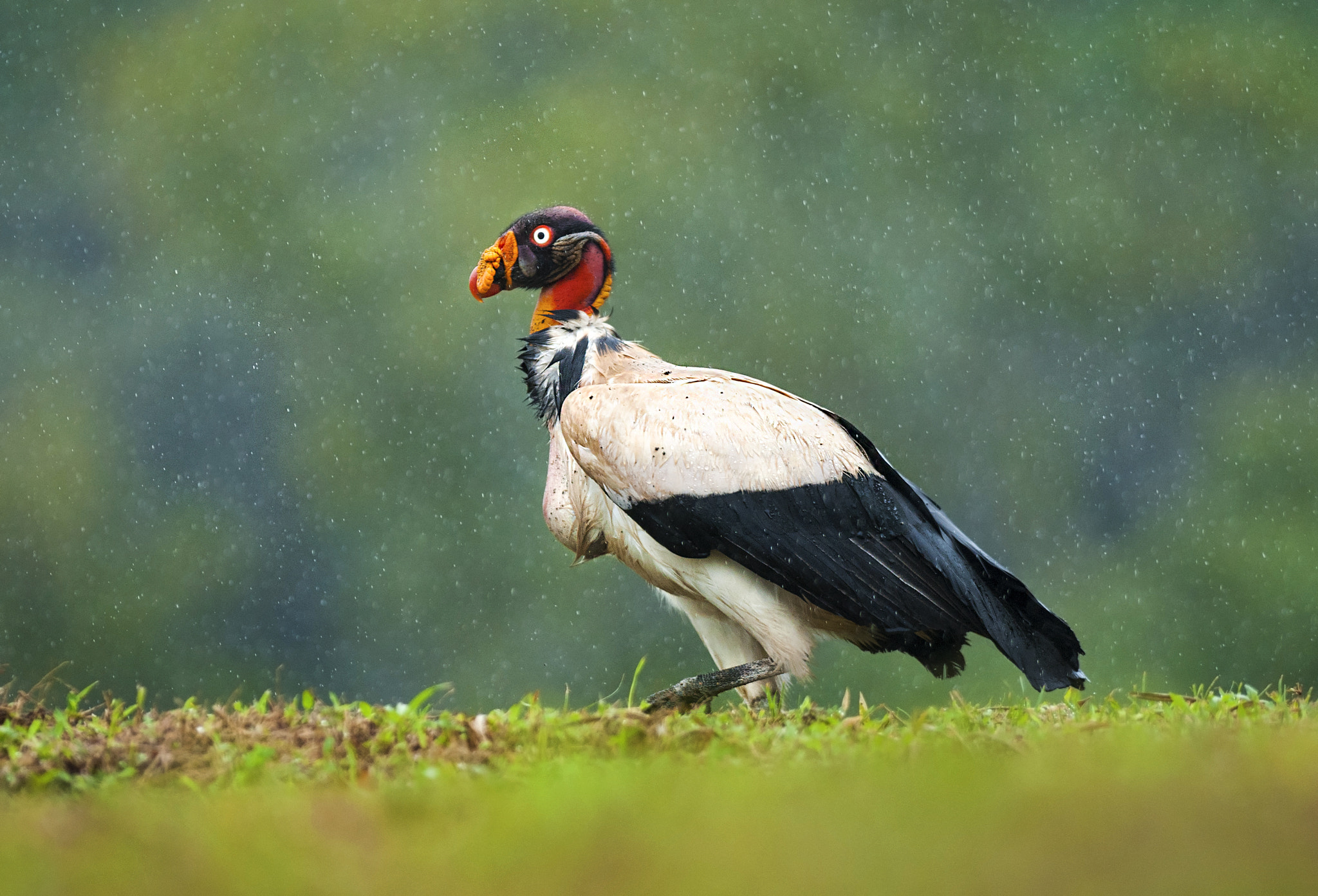 Nikon D300 + Nikon AF-S Nikkor 300mm F2.8G ED-IF VR sample photo. King vulture in rain photography