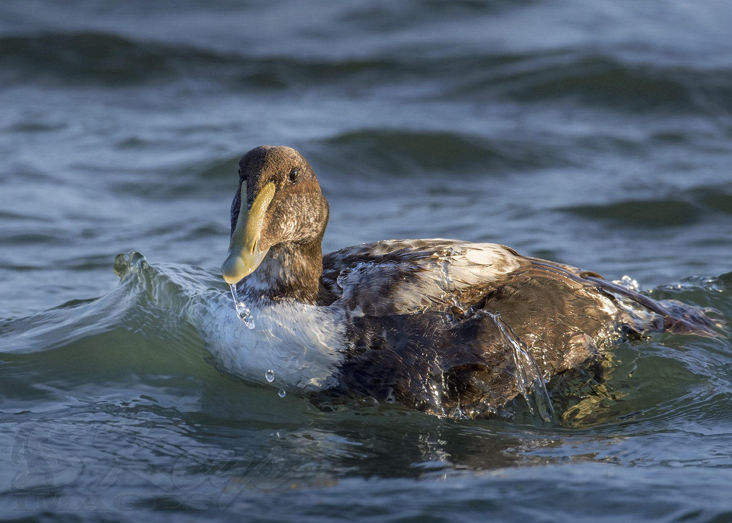 Nikon D7200 + Nikon AF-S Nikkor 500mm F4G ED VR sample photo. In the ocean (common eider) photography