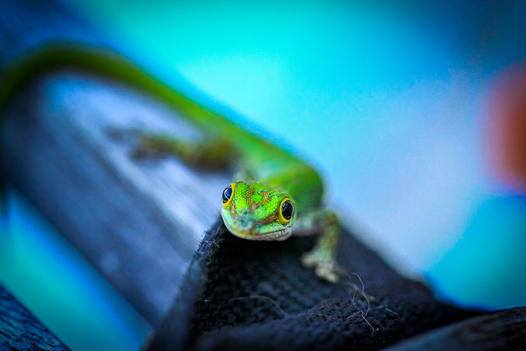 Canon EF 100mm F2.8 Macro USM sample photo. A new friend photography
