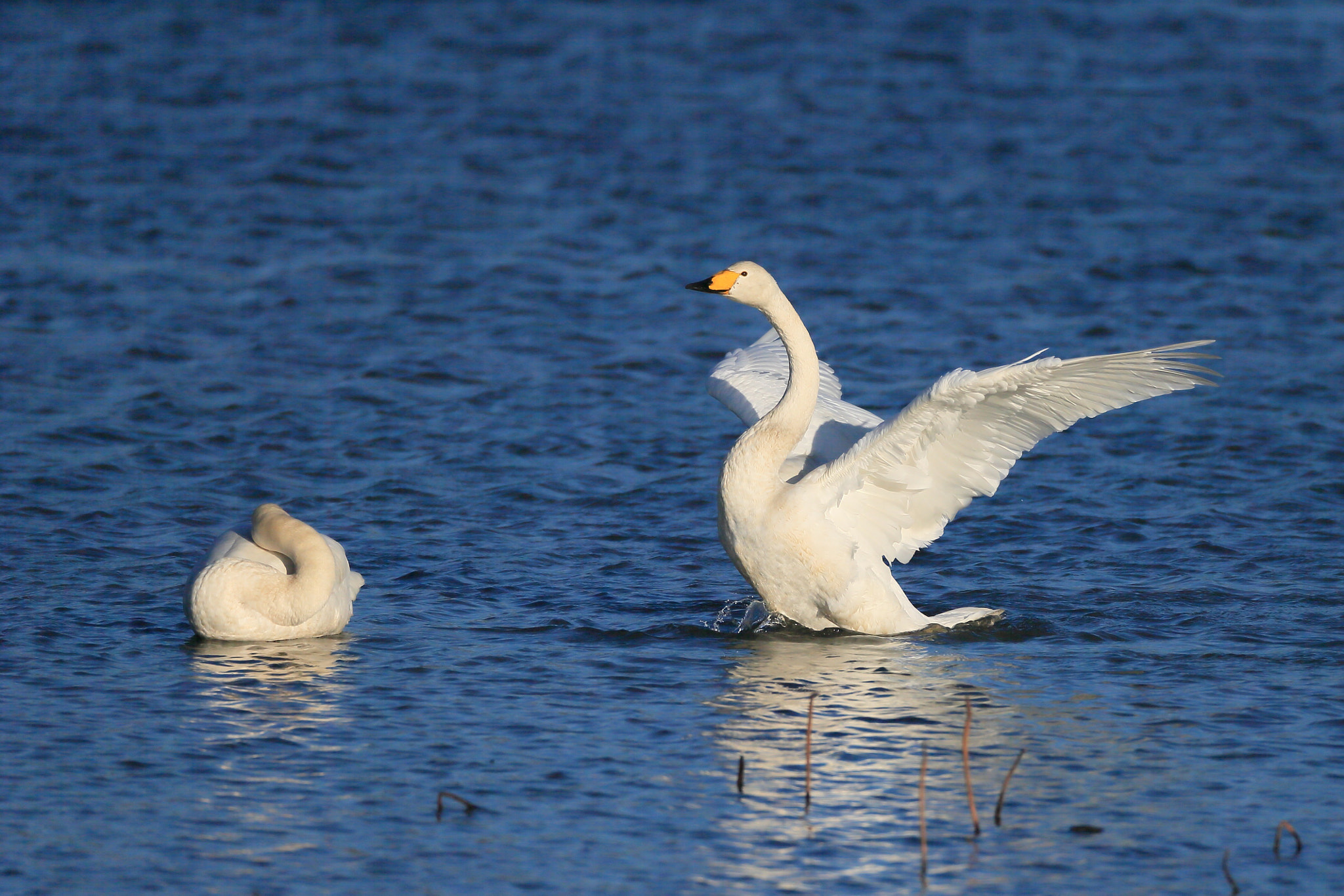 Canon EF 800mm F5.6L IS USM sample photo. オオハクチョウ whooper swan photography