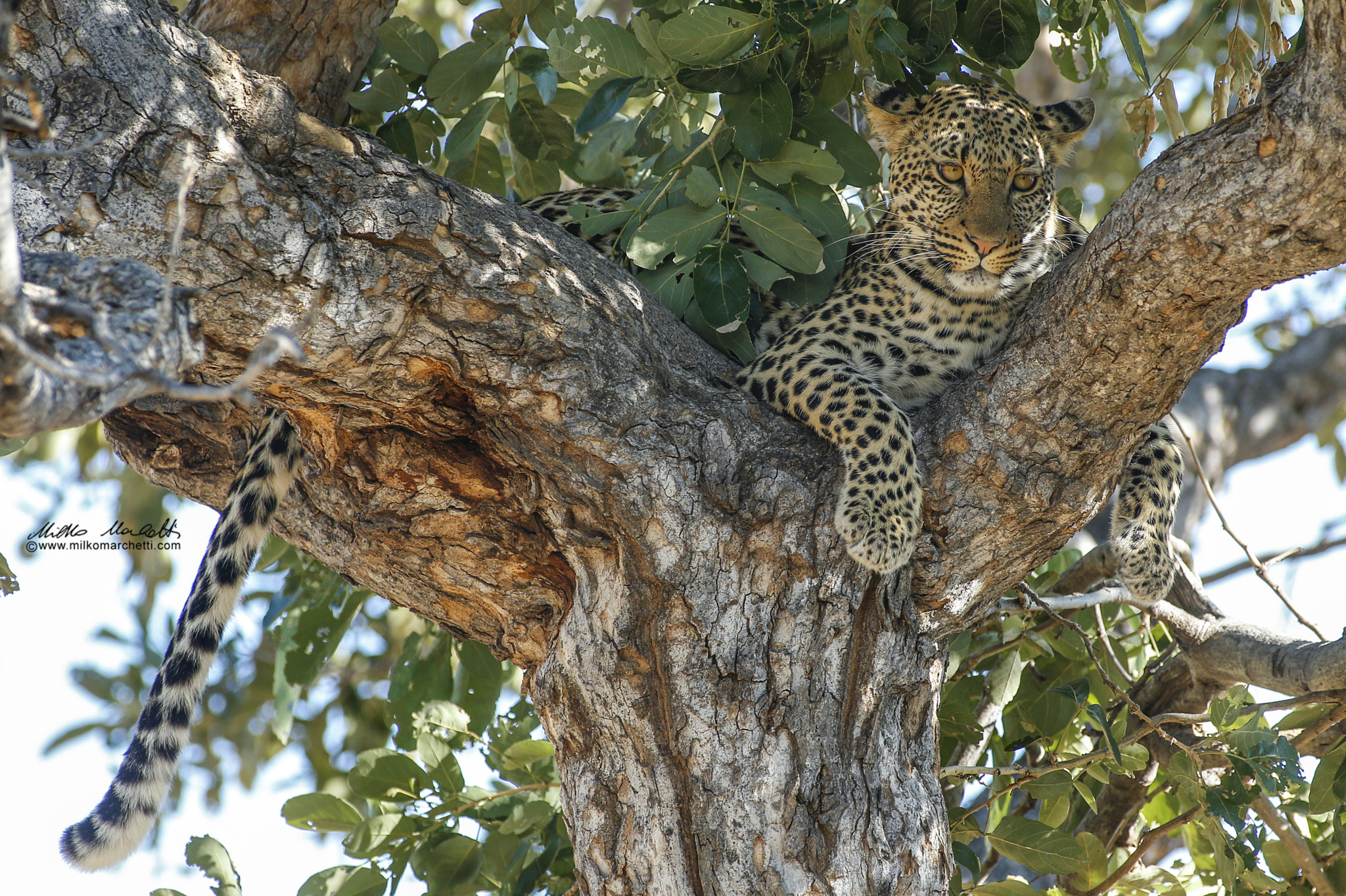 Canon EOS-1D X + Canon EF 300mm f/2.8L + 1.4x sample photo. Leopard photography