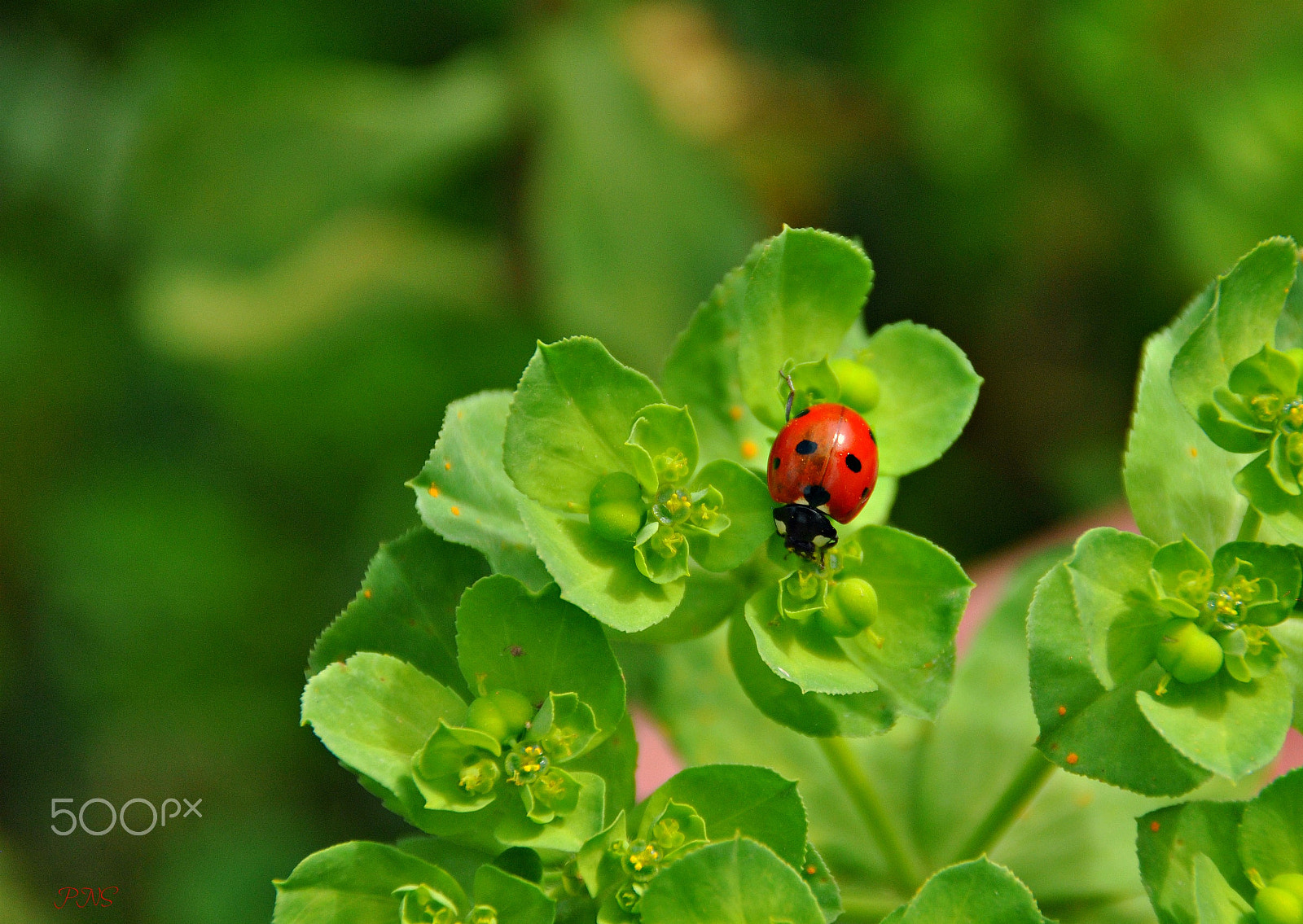 Nikon D3000 sample photo. Ladybug photography