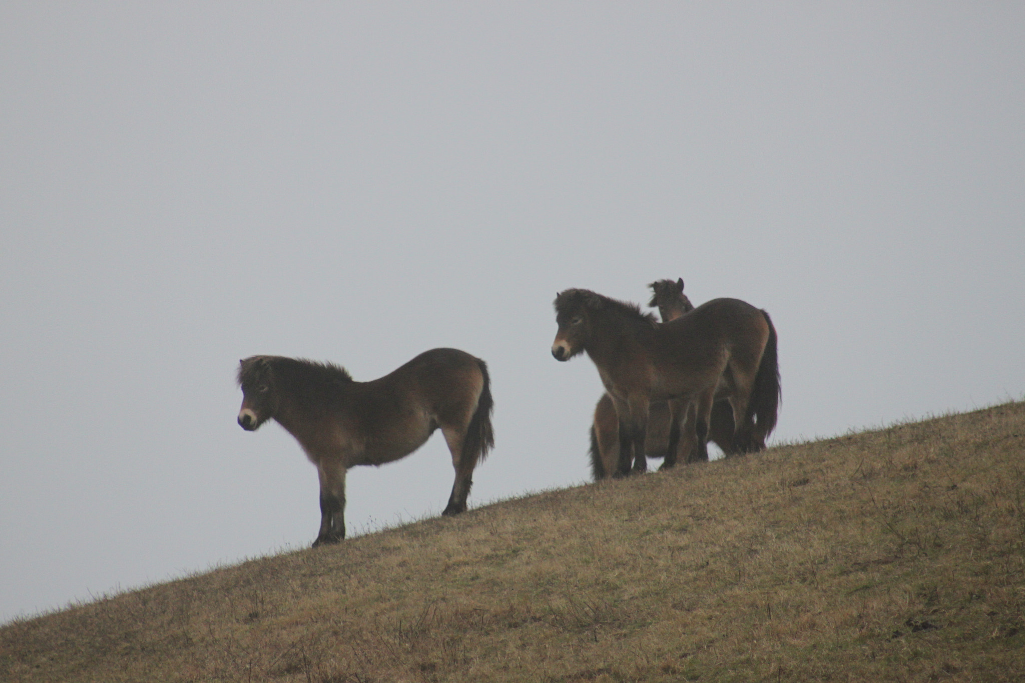 Canon EOS 500D (EOS Rebel T1i / EOS Kiss X3) + Canon EF 75-300mm f/4-5.6 USM sample photo. Wild horses in the fog photography