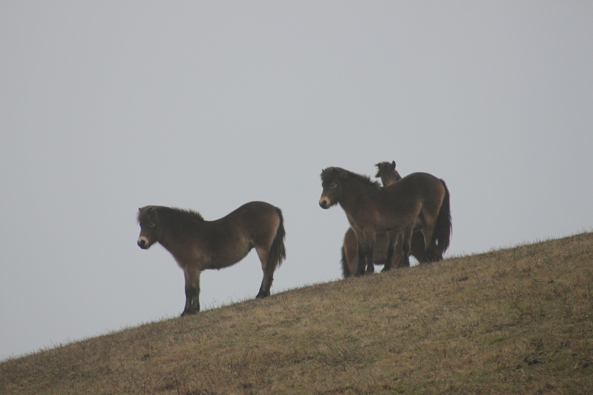 Canon EF 75-300mm f/4-5.6 USM sample photo. Wild horses in the fog photography
