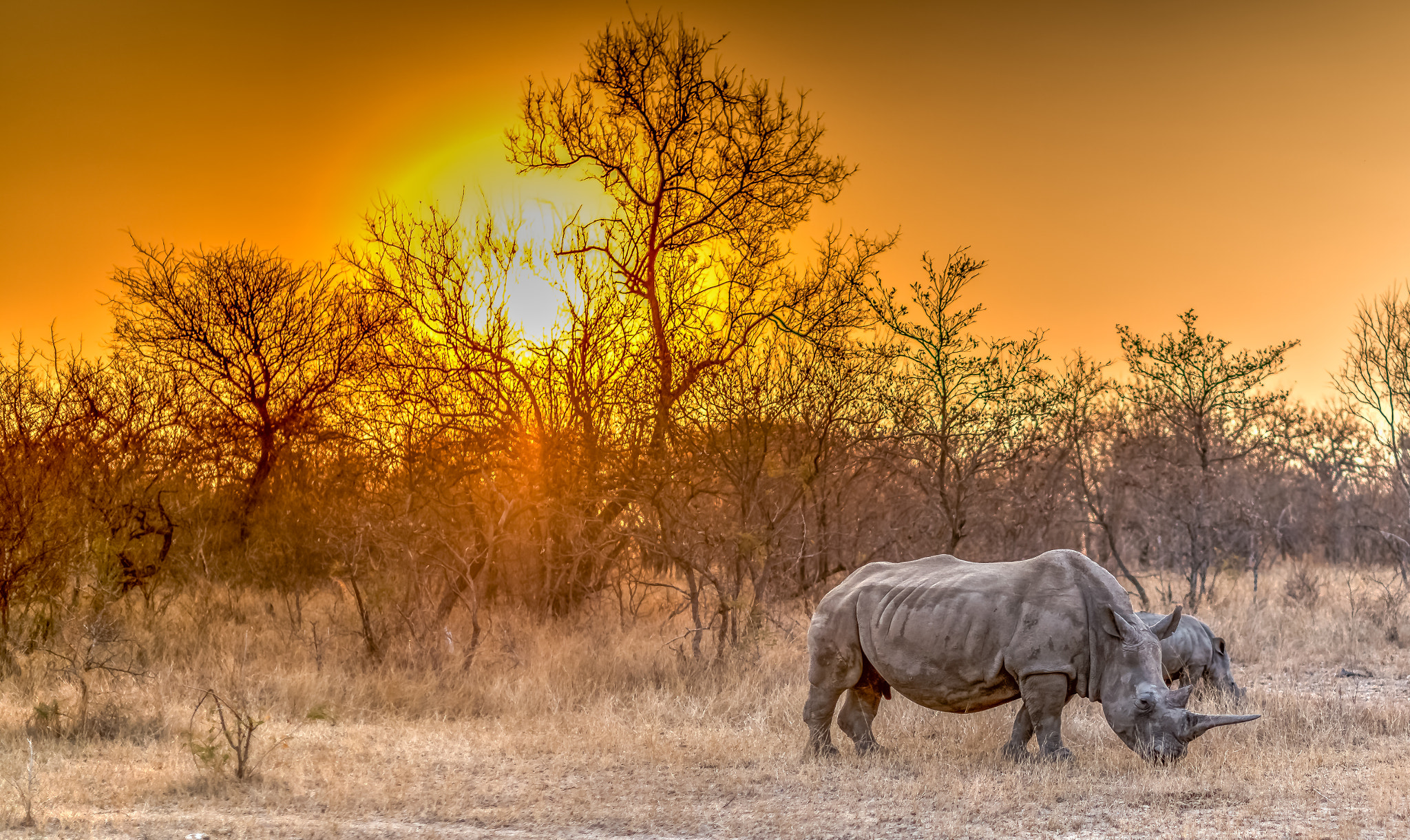 Nikon D800E + Nikon AF-S Nikkor 50mm F1.4G sample photo. White rhino photography
