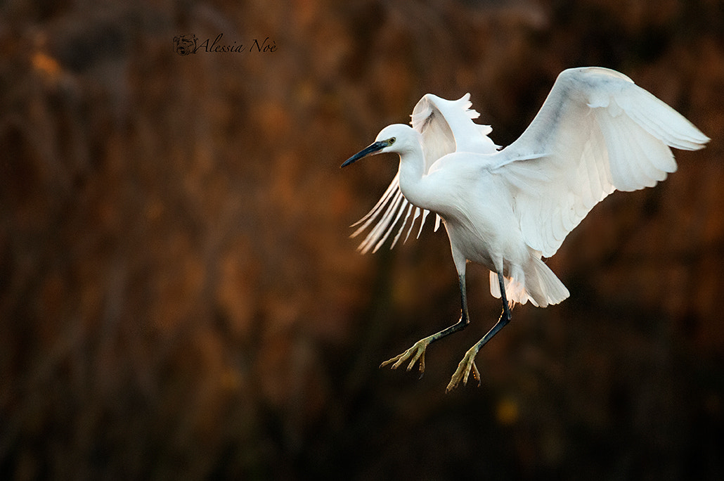 Nikon AF-S Nikkor 200-500mm F5.6E ED VR sample photo. Fly photography