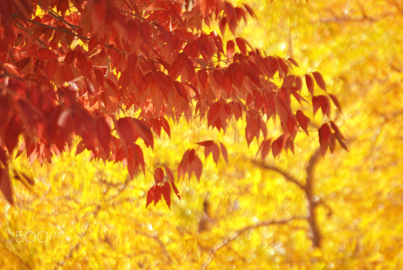 Nikon D3000 sample photo. Fall colors photography